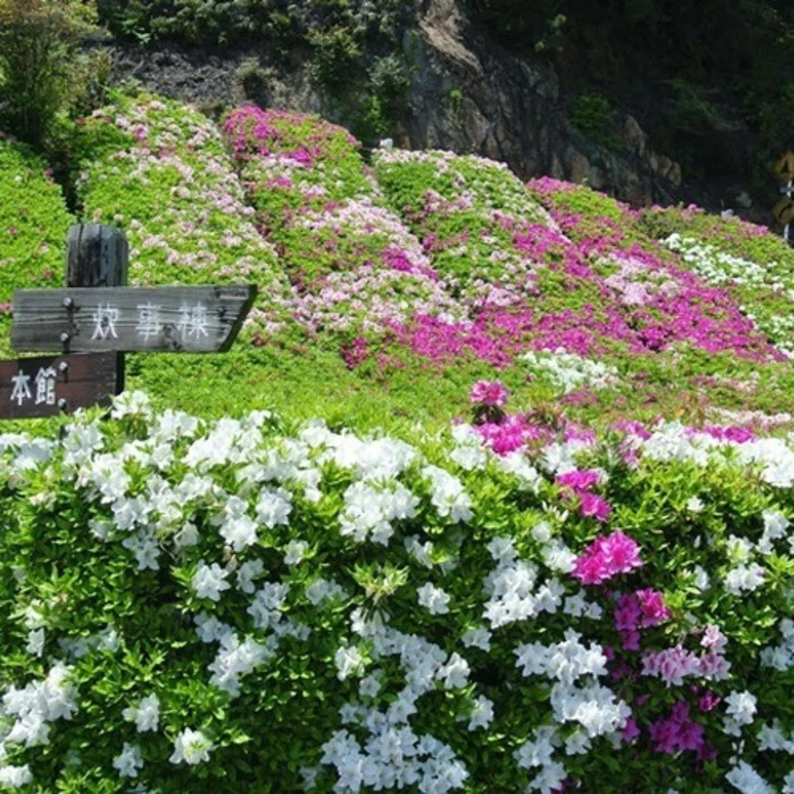 Natural landscape in Kyukamura Setouchi-Toyo