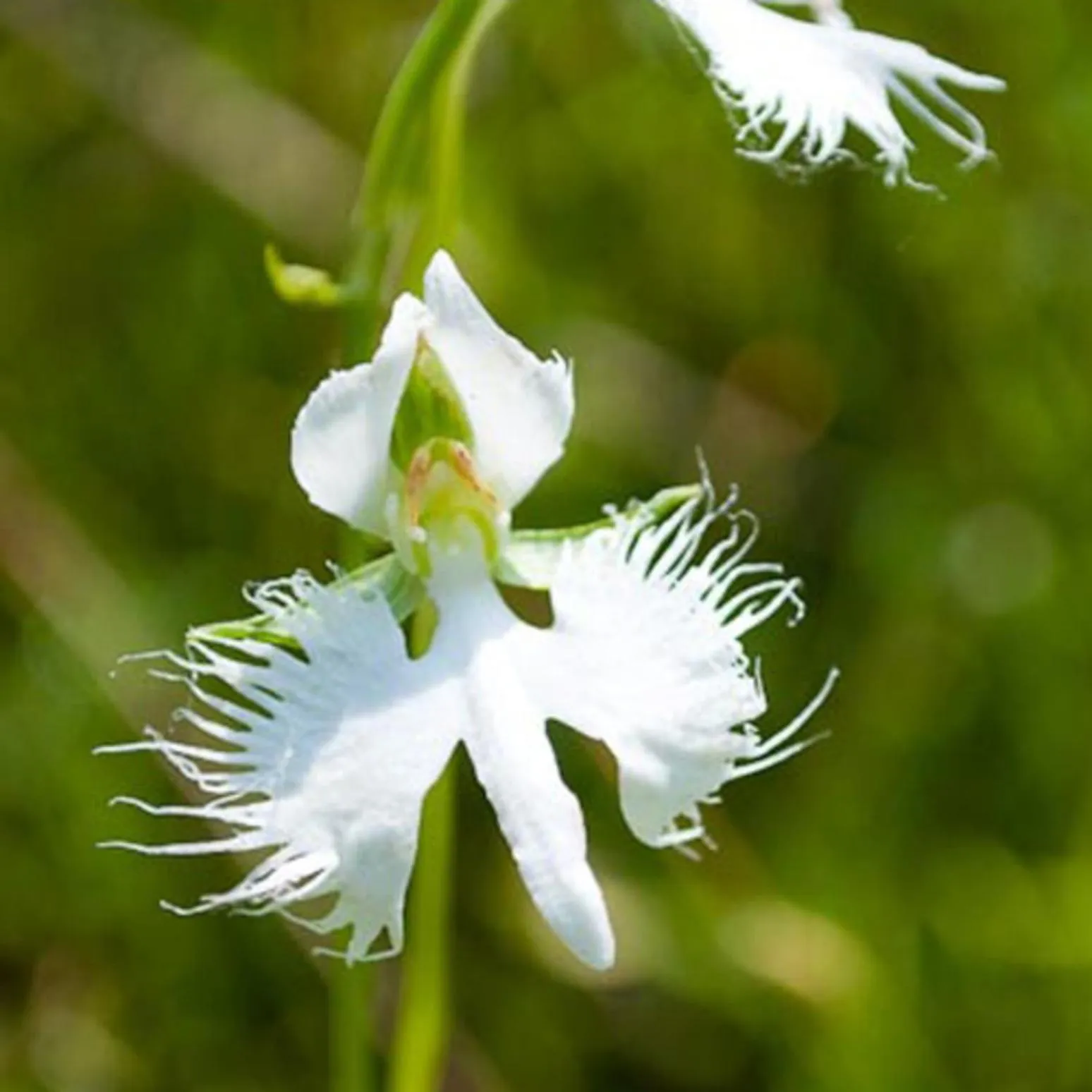 Natural landscape in Kyukamura Setouchi-Toyo
