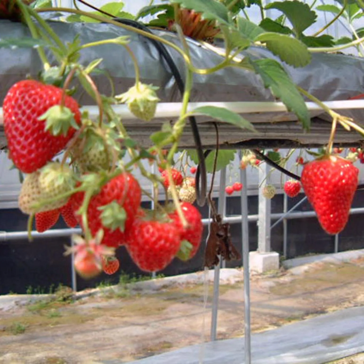 Nearby landmark in Kyukamura Setouchi-Toyo