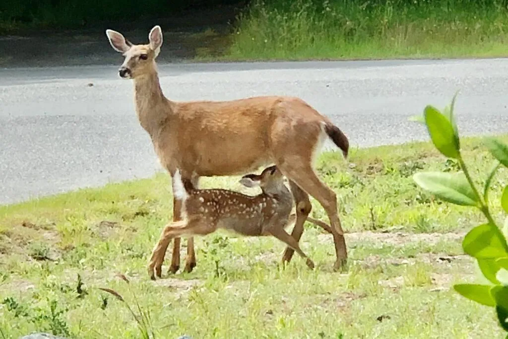 Property building in Seagull Studio Vacation Suite