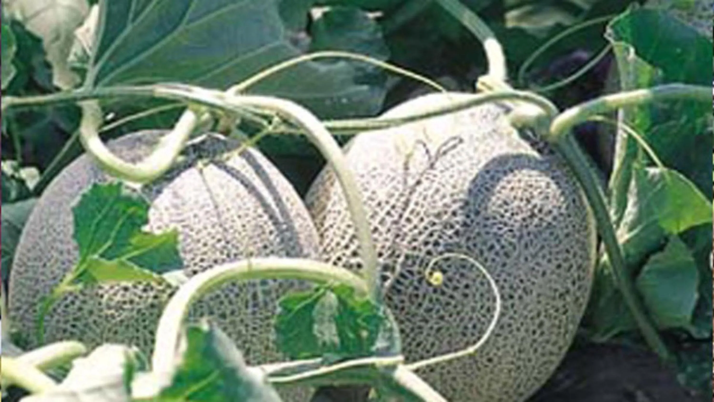 Kyukamura Shonai-Haguro