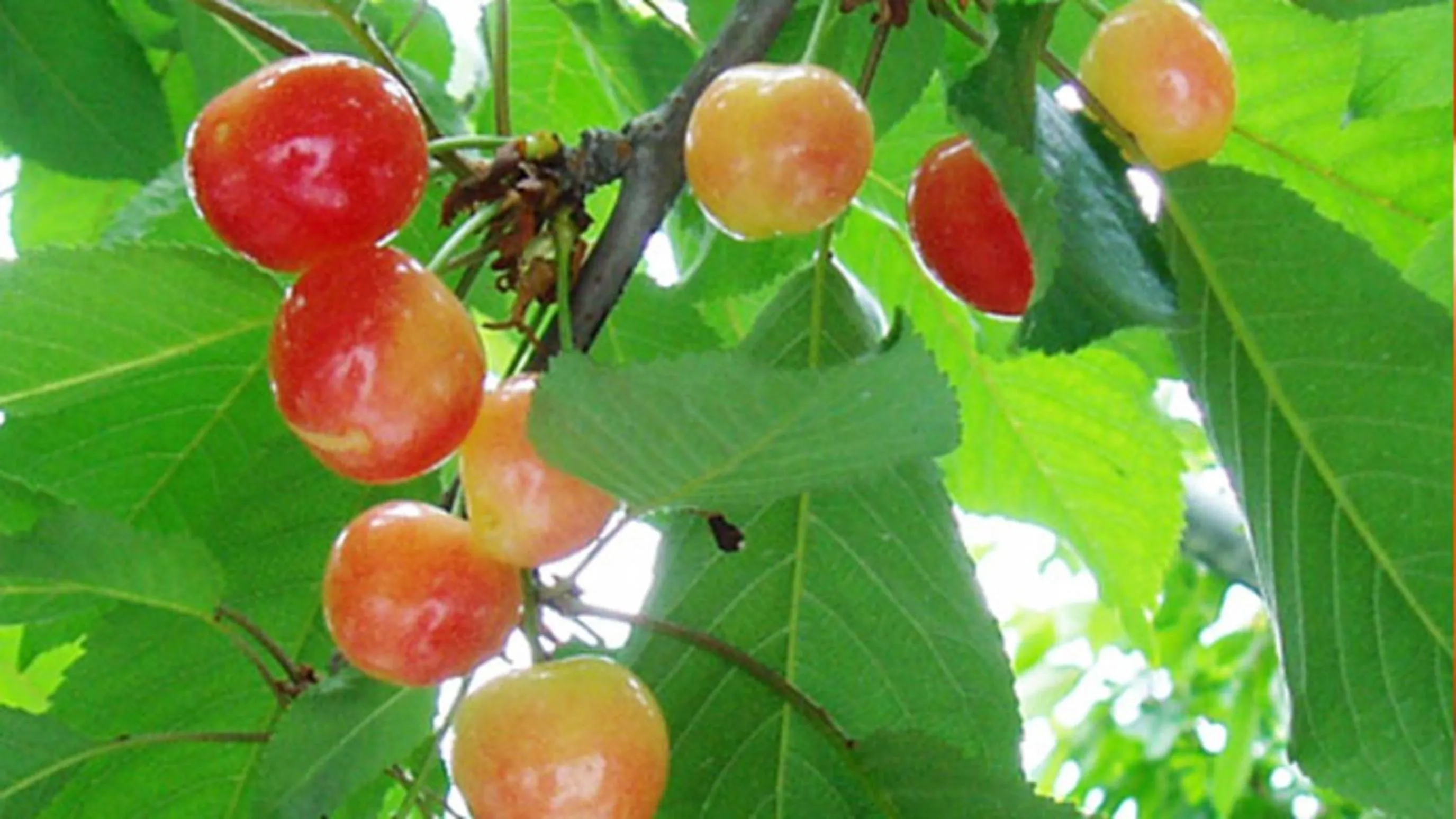 Kyukamura Shonai-Haguro