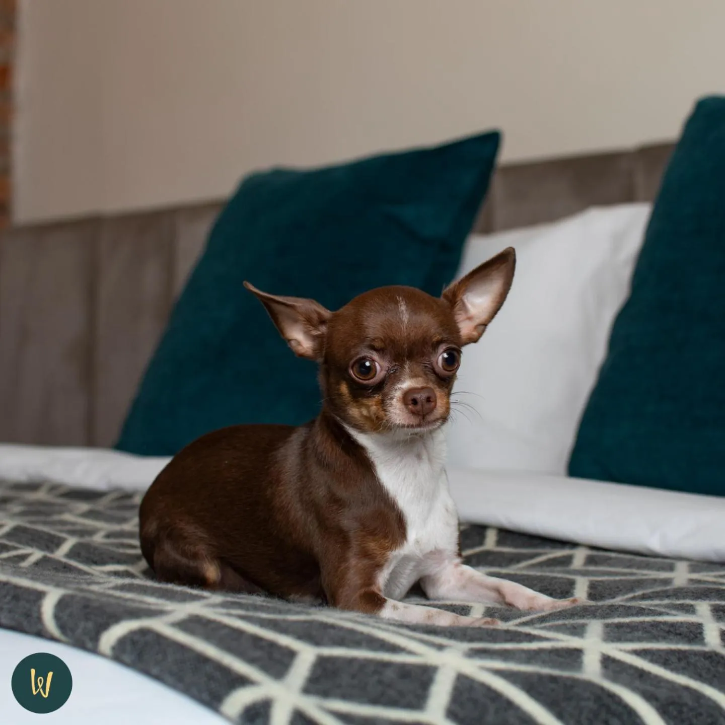 Bed in Wanderlot - Hotel Plaza Central