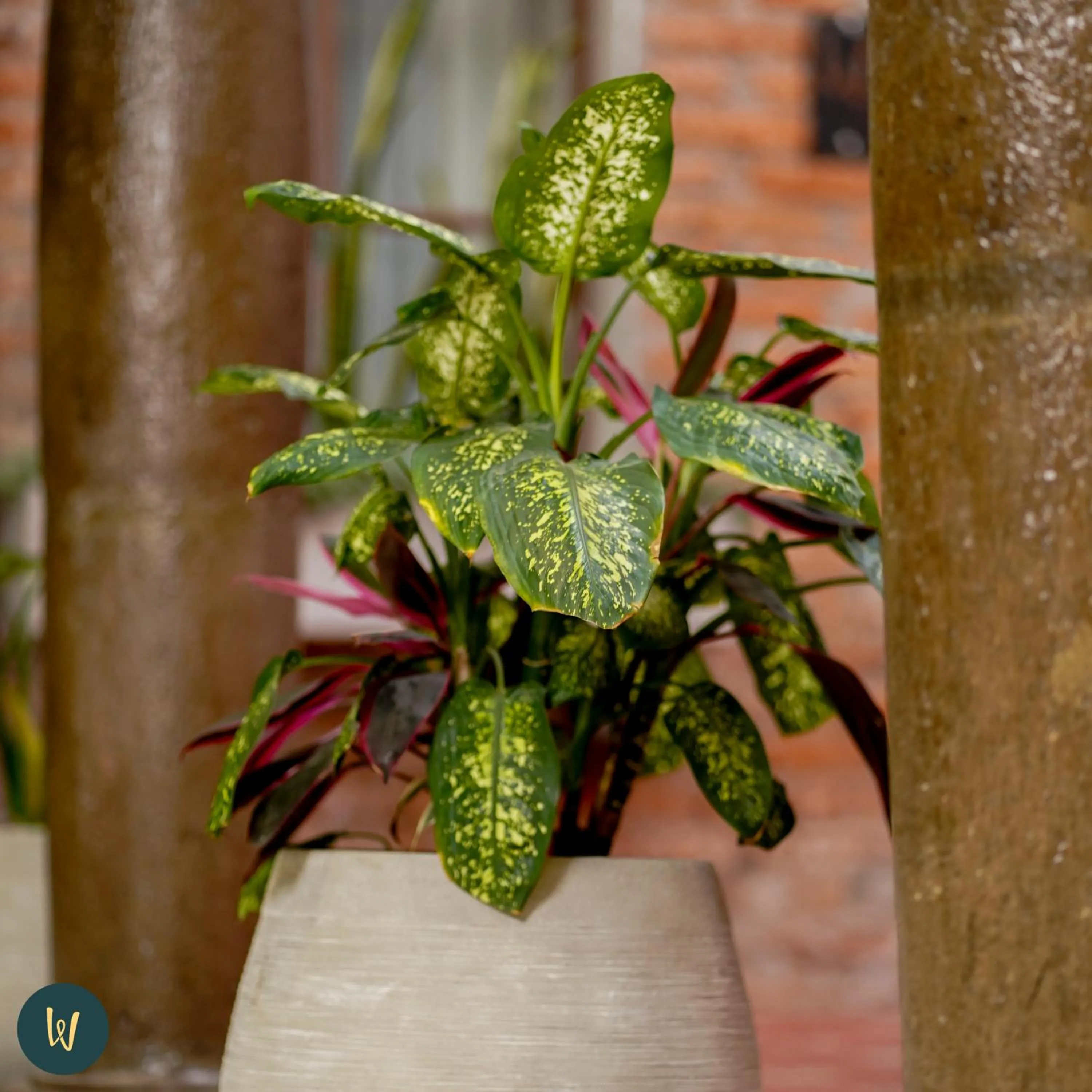 Decorative detail in Wanderlot - Hotel Plaza Central