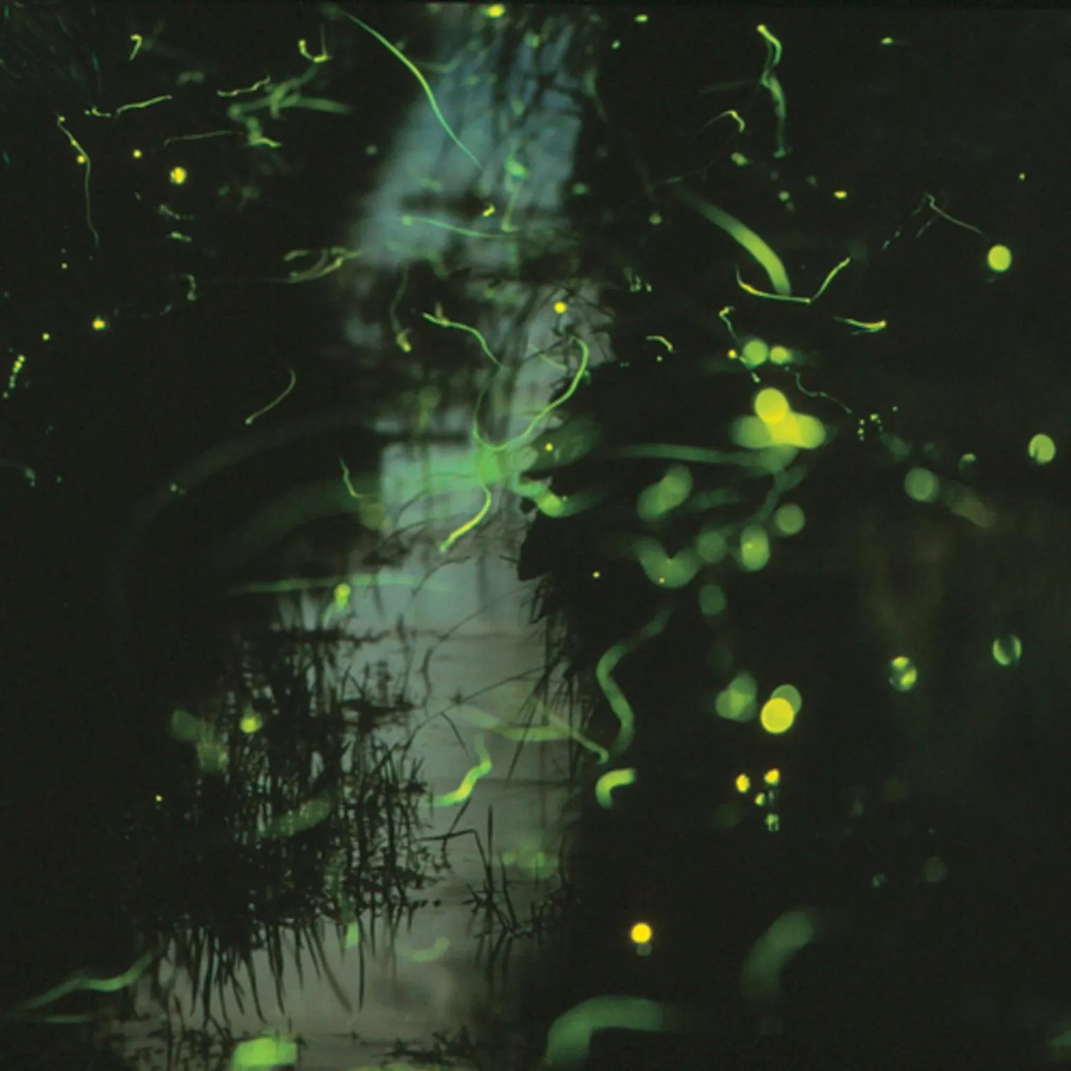 Kyukamura Chausuyama-Kogen