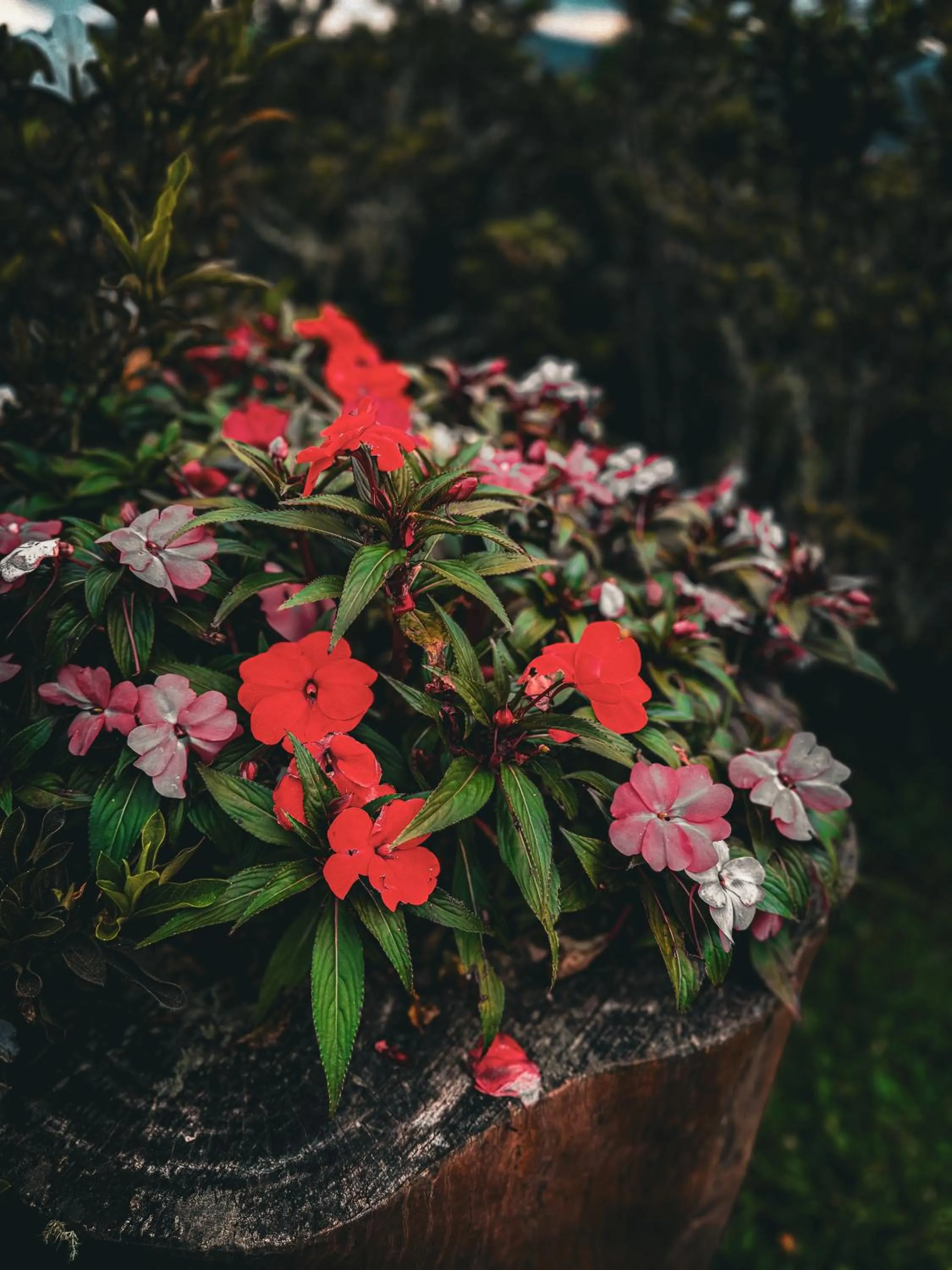 Garden in Hotel Pousada Bella Locanda