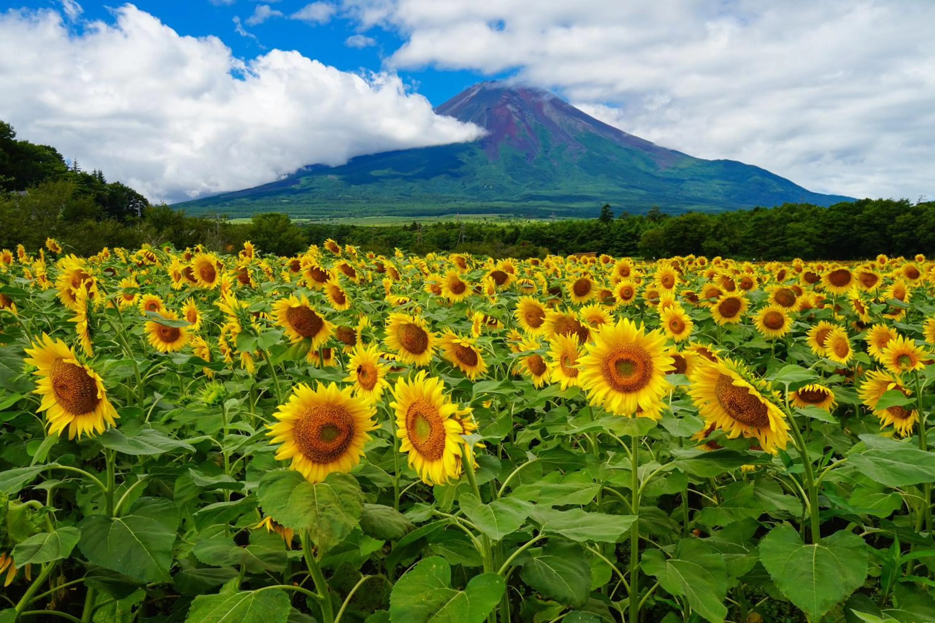 Nearby landmark in Fuji Yamanakako Hotel