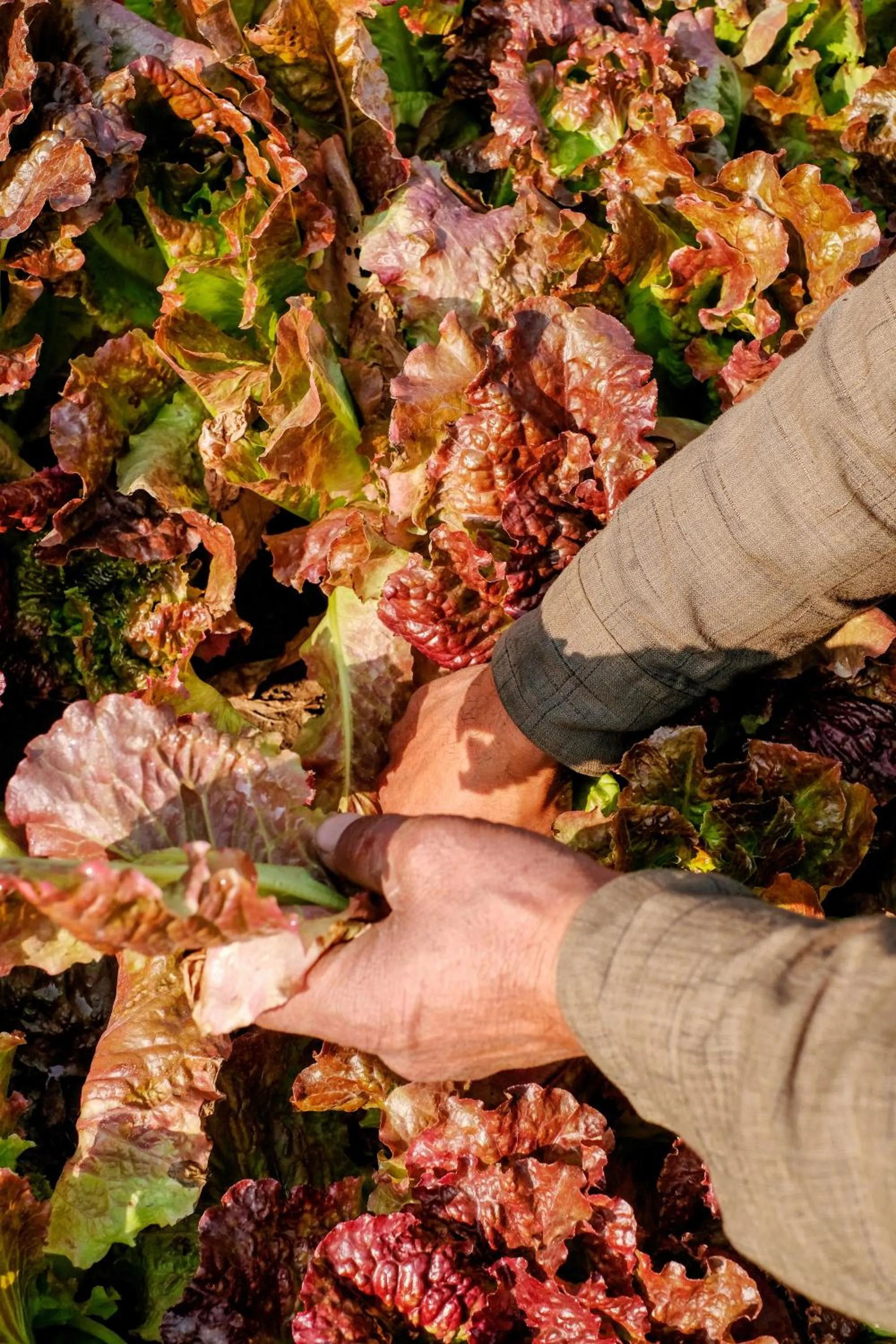 Food and drinks in Karan Mahal