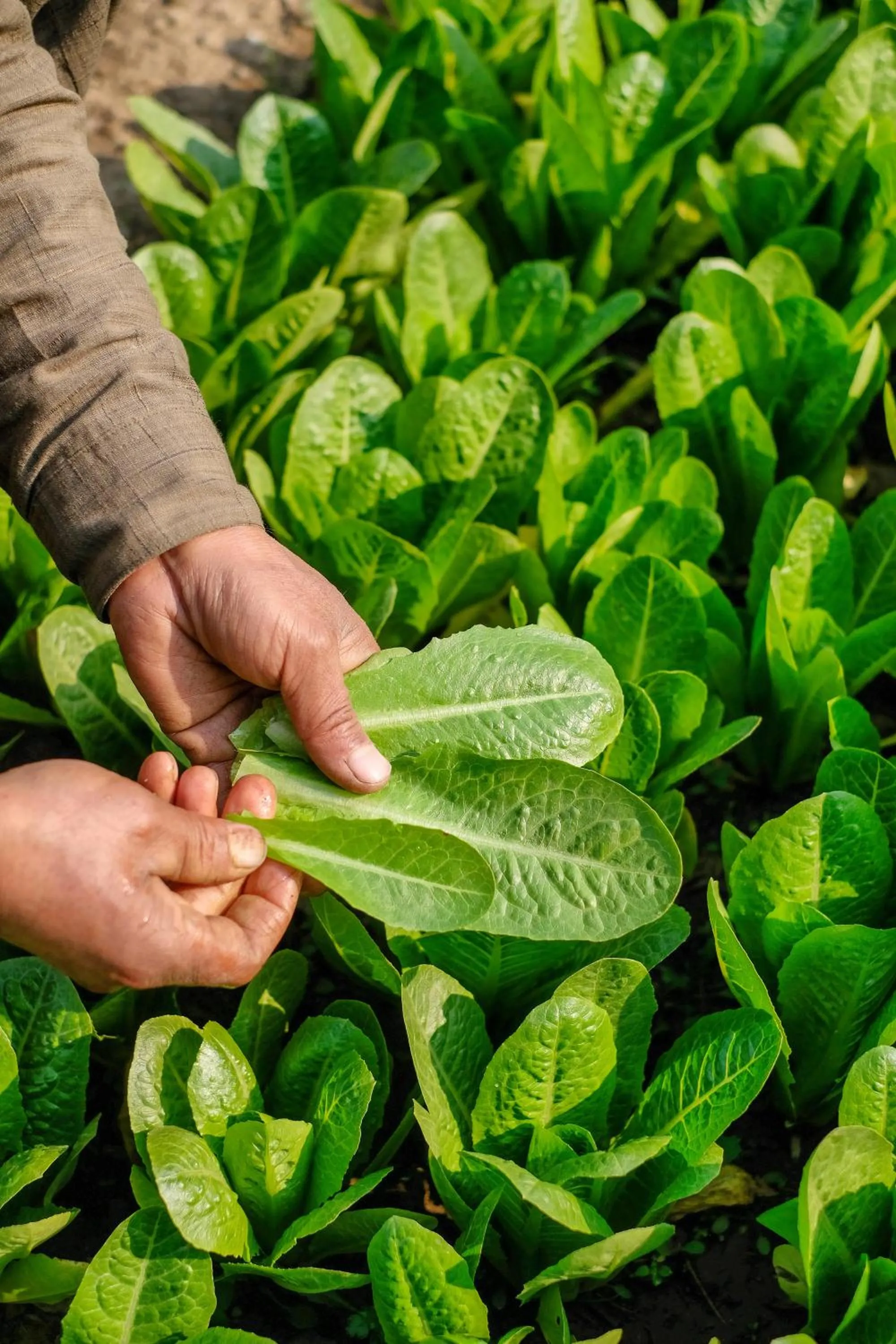 Garden view in Karan Mahal