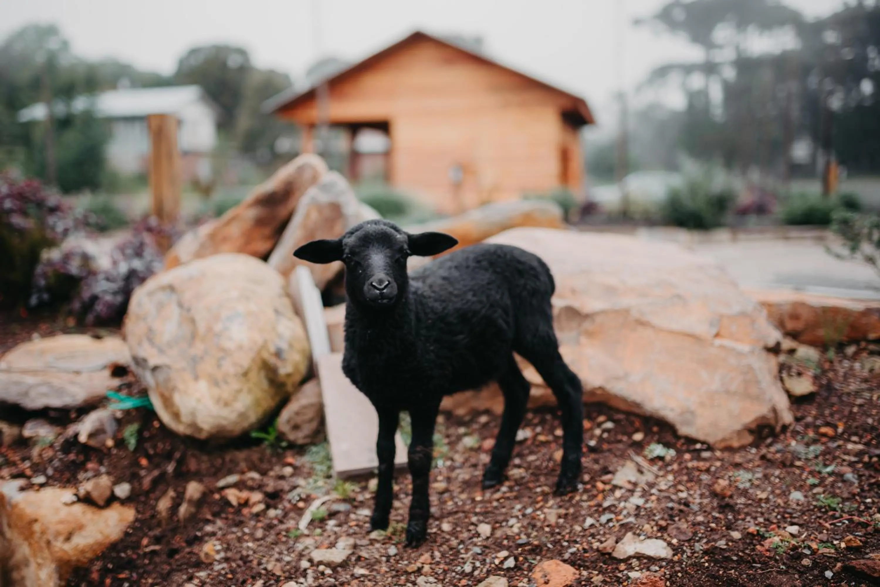 Entertainment in WoodStone Hotel Fazenda