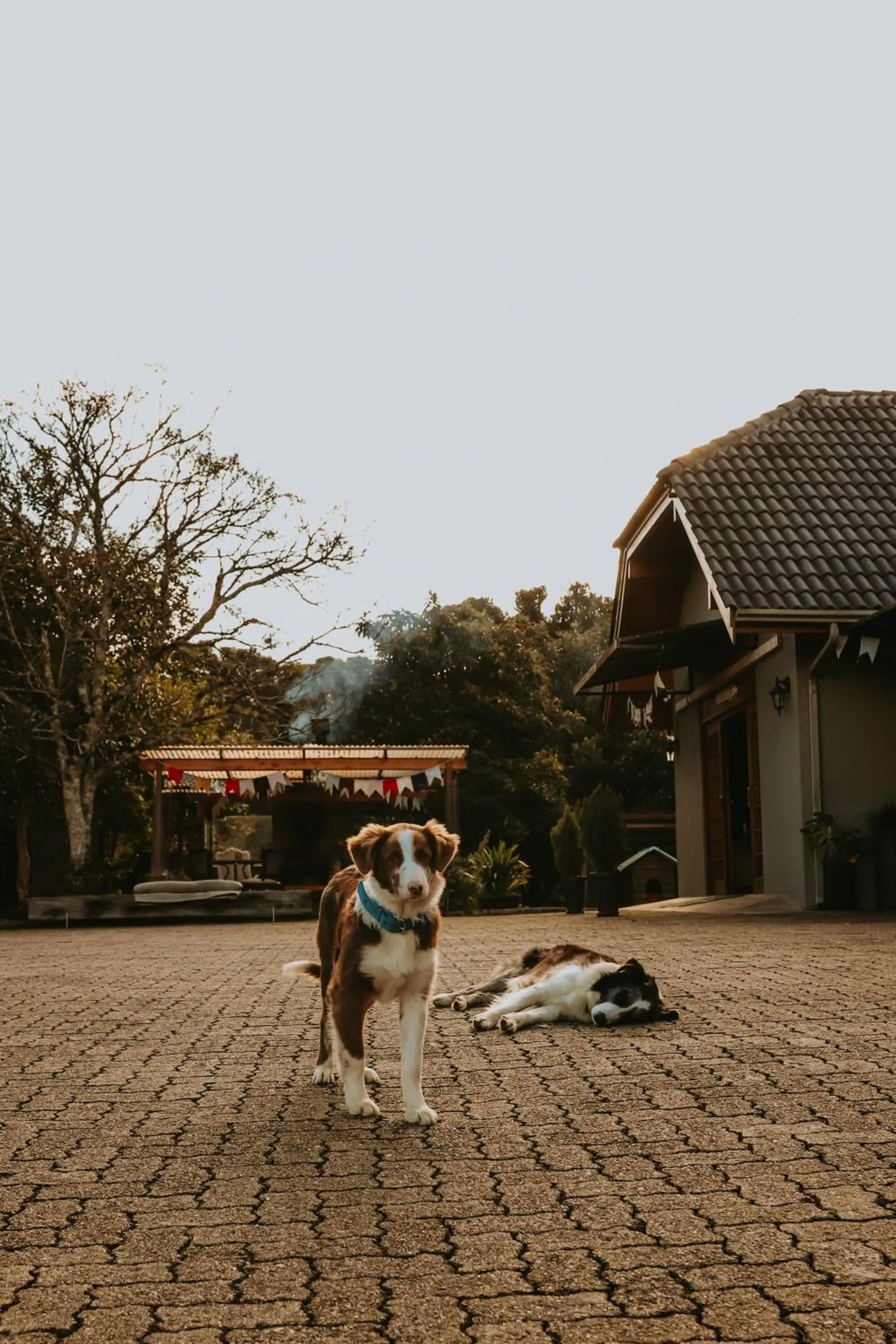 pet friendly in WoodStone Hotel Fazenda