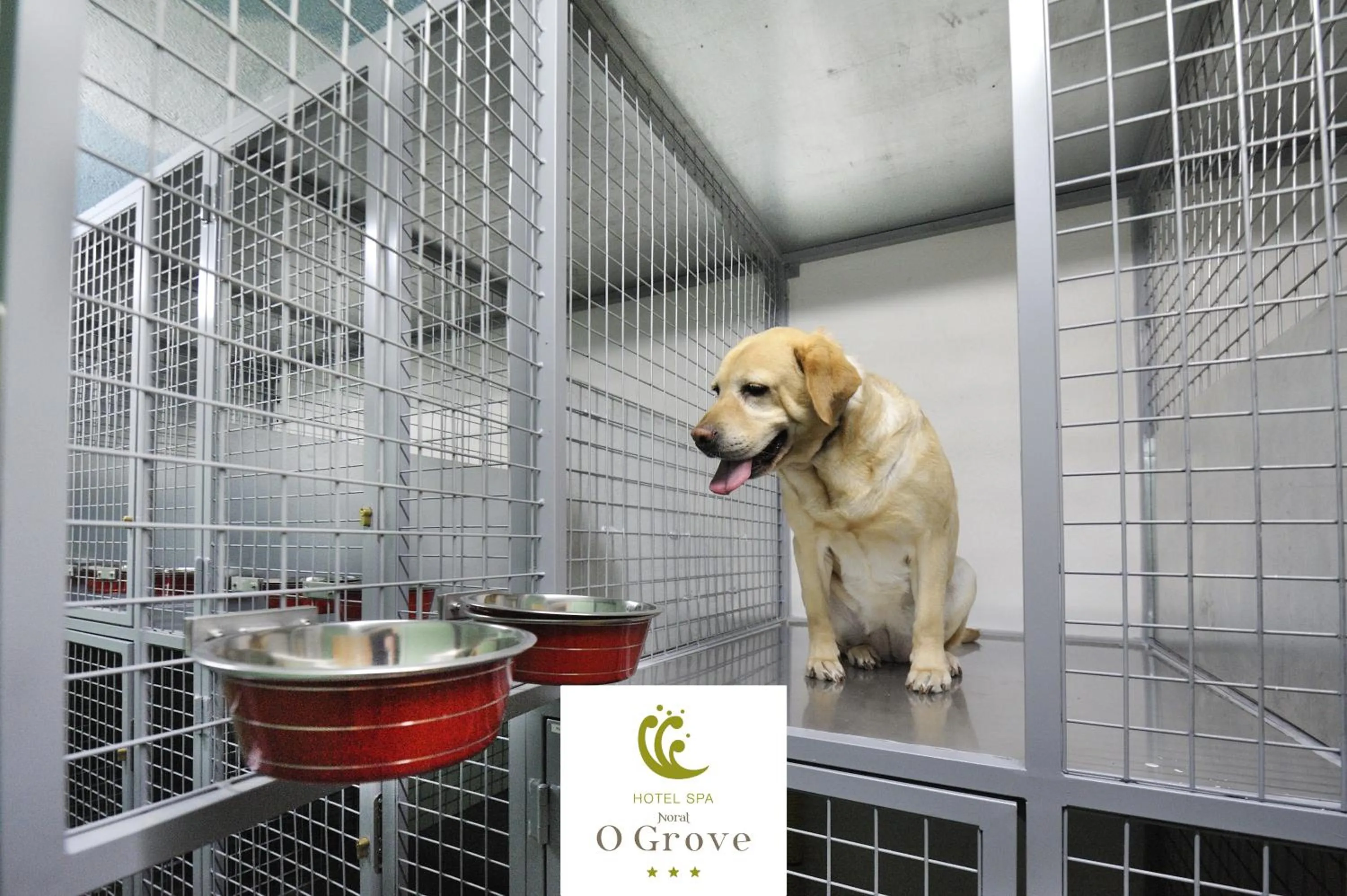 Pets in Hotel Spa Norat O Grove 3* Superior