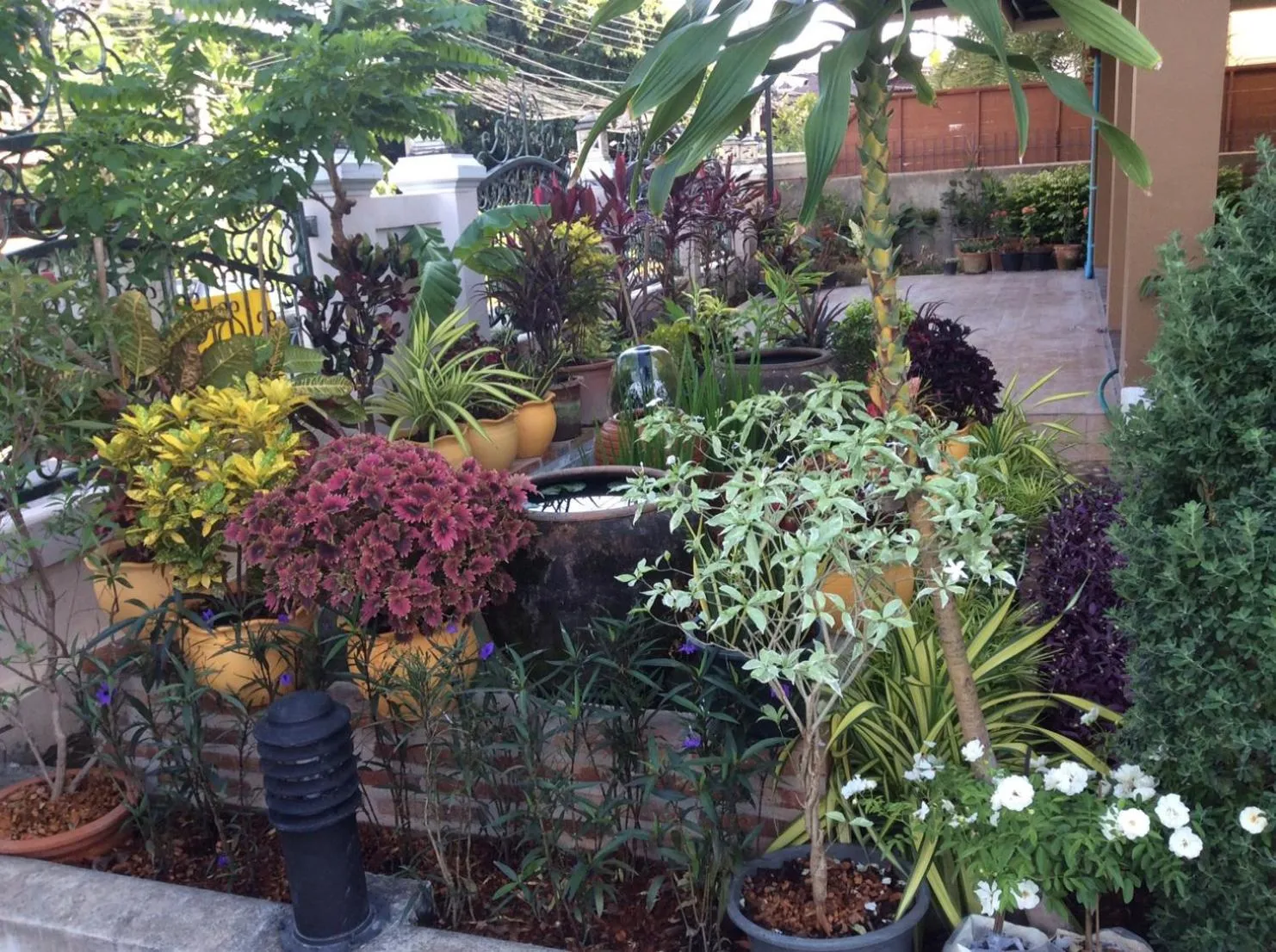 Garden in Laph Kham House