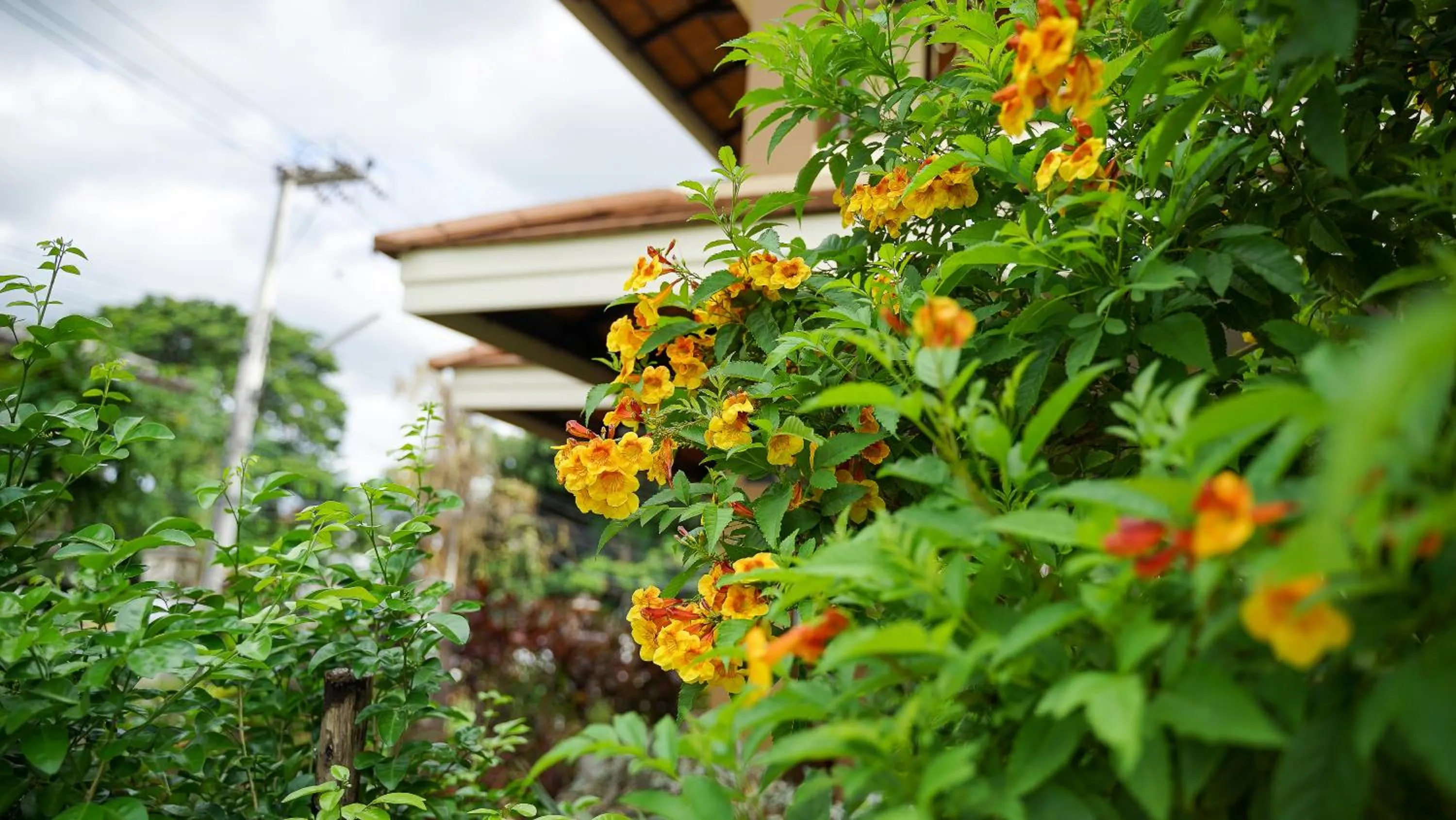Garden in Laph Kham House