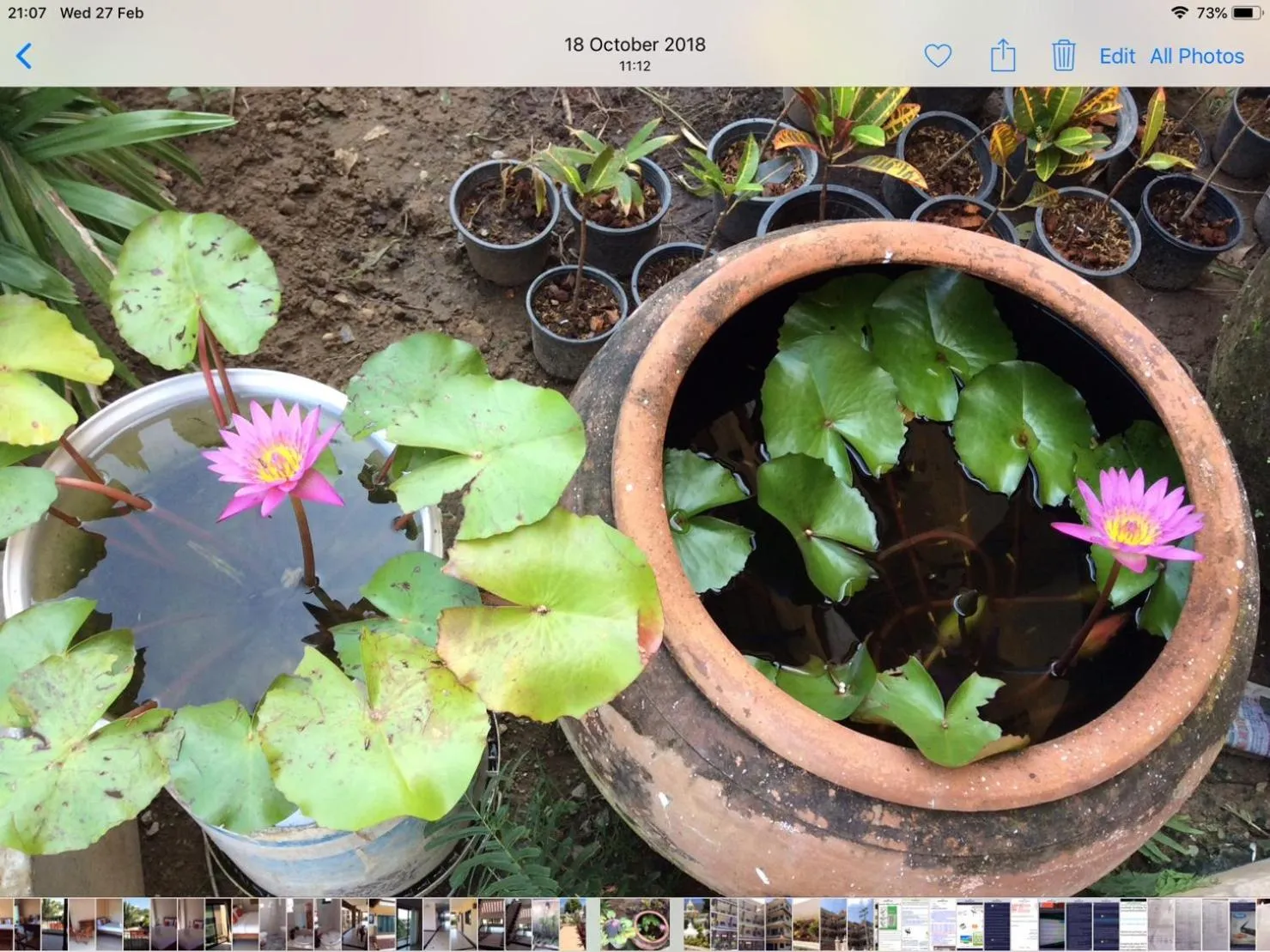 Garden in Laph Kham House