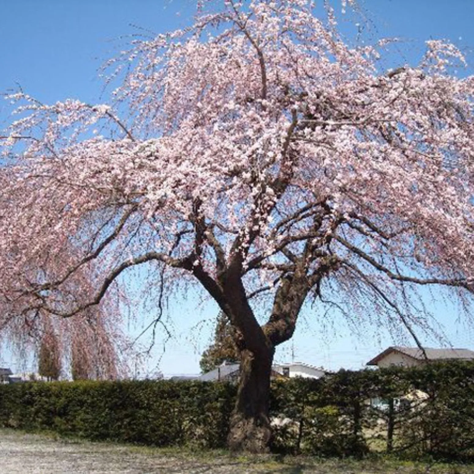 Natural landscape in Kyukamura Norikura-Kogen