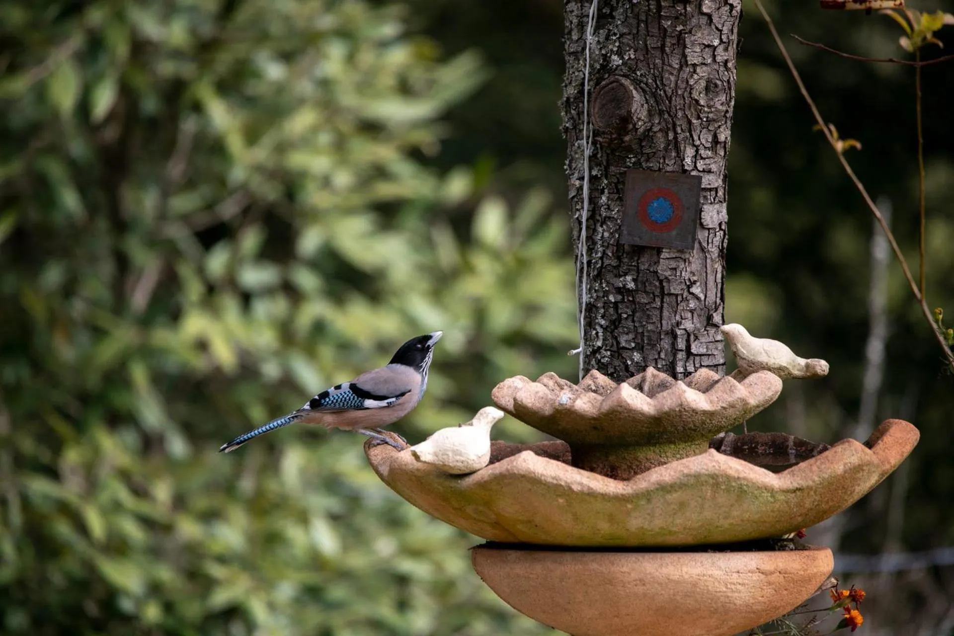 View (from property/room) in Hollyhock Cottage by VEO - Part of StayVista