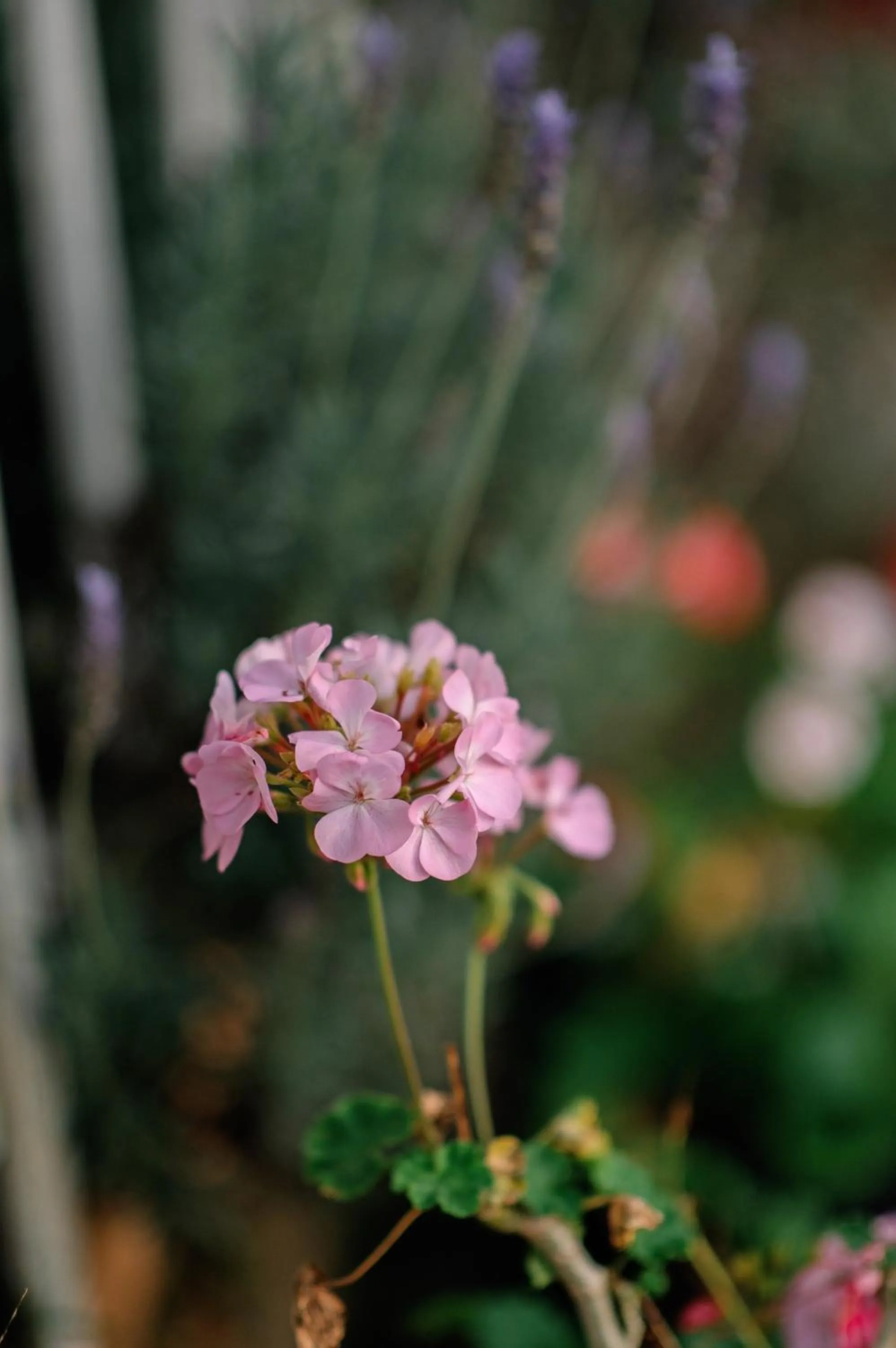 Spring in Lengkeng Da Lat Homestay