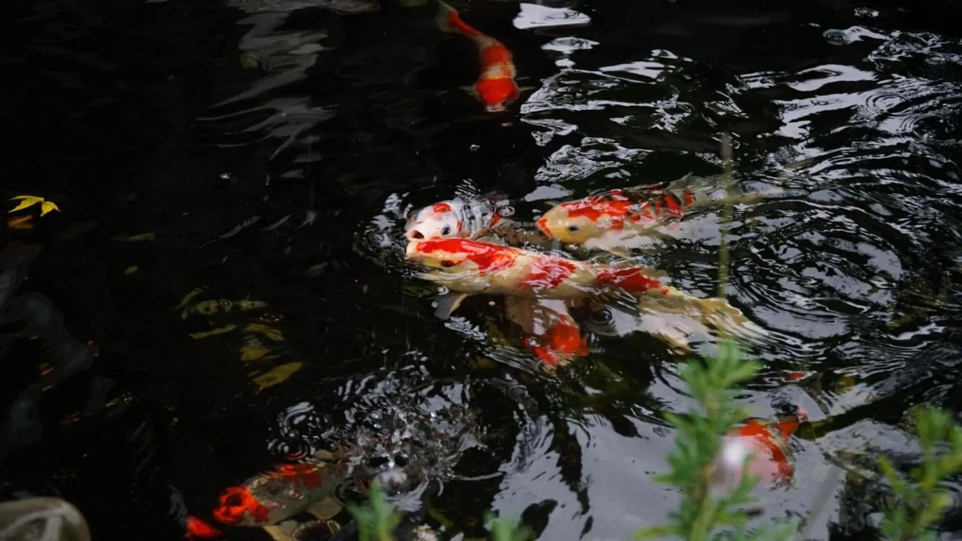 Lake view in Lengkeng Da Lat Homestay