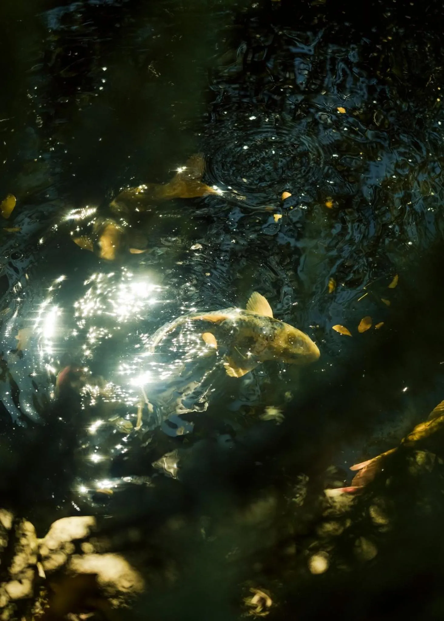 Night in Lengkeng Da Lat Homestay