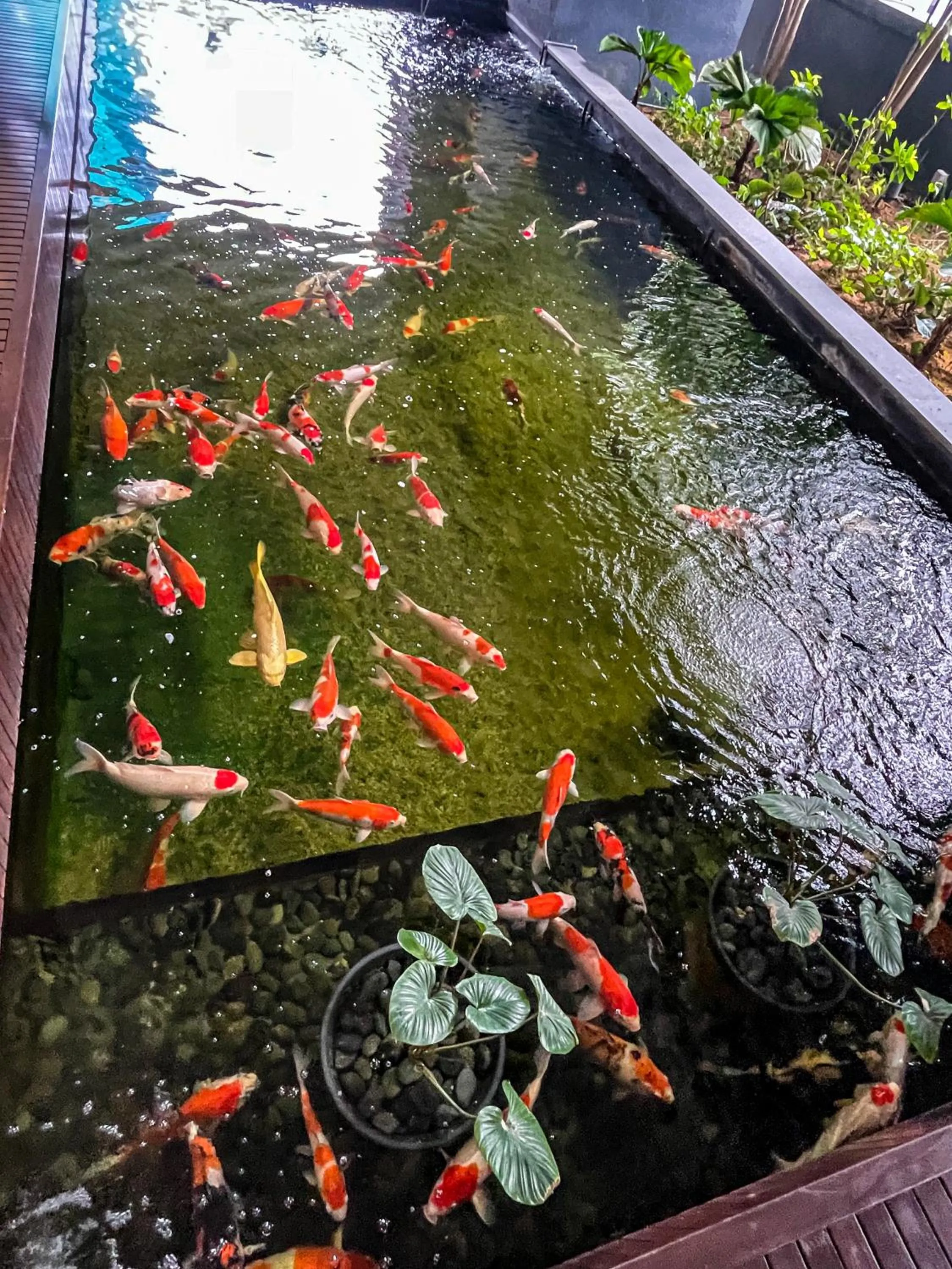 Garden in STAR RESIDENCE KLCC