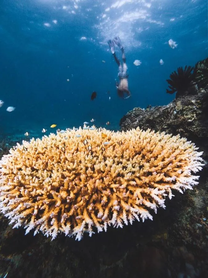 Snorkeling in The Beach House Ocam Ocam
