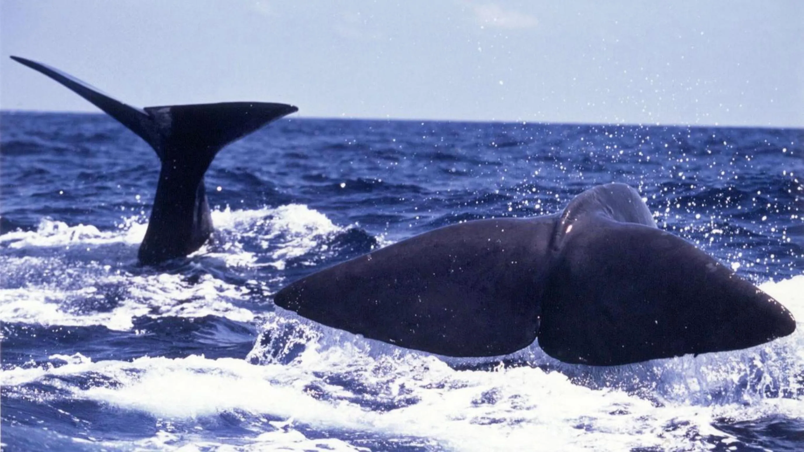 Kyukamura Nanki-Katsuura