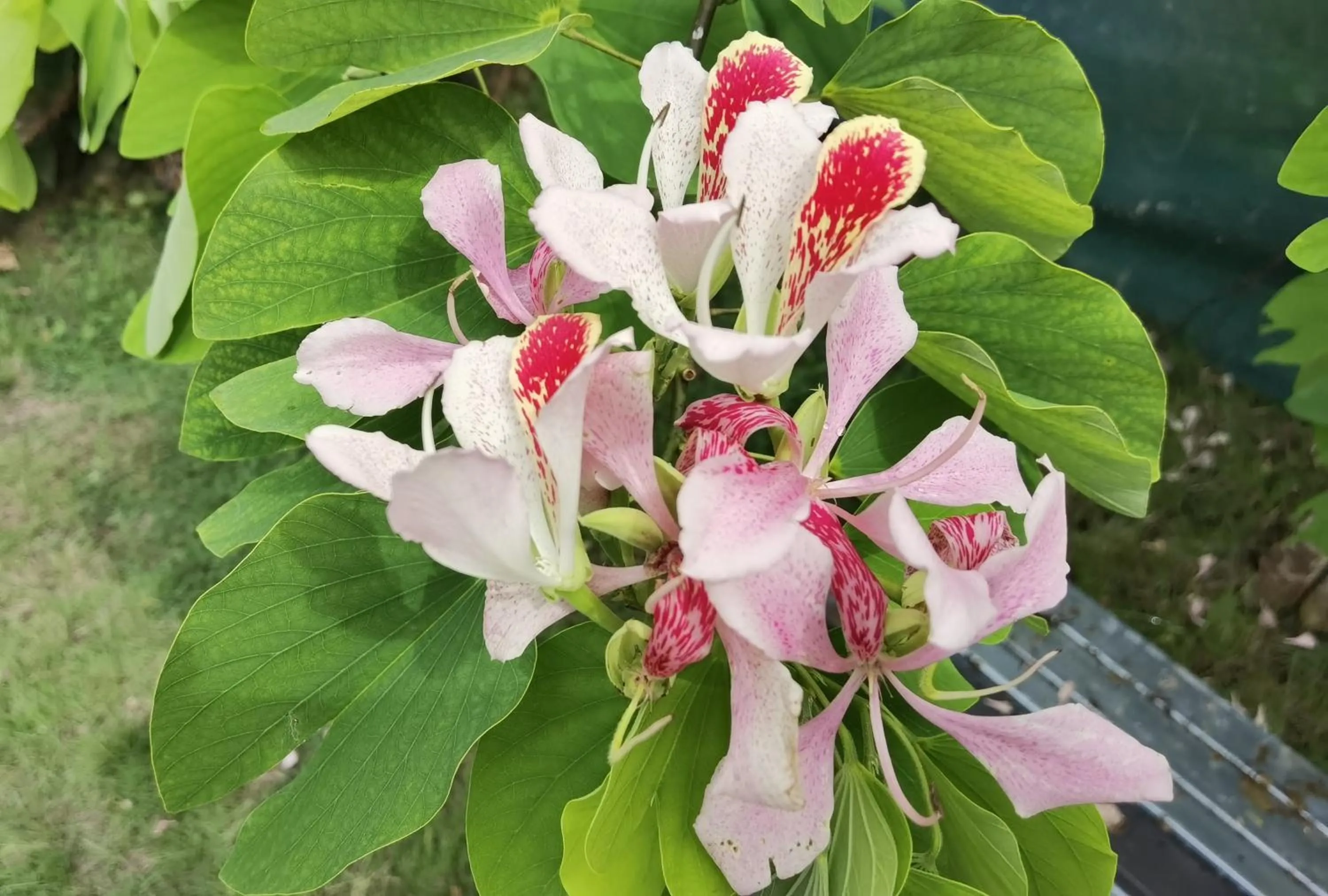 Garden in Chirripo Art Hotel