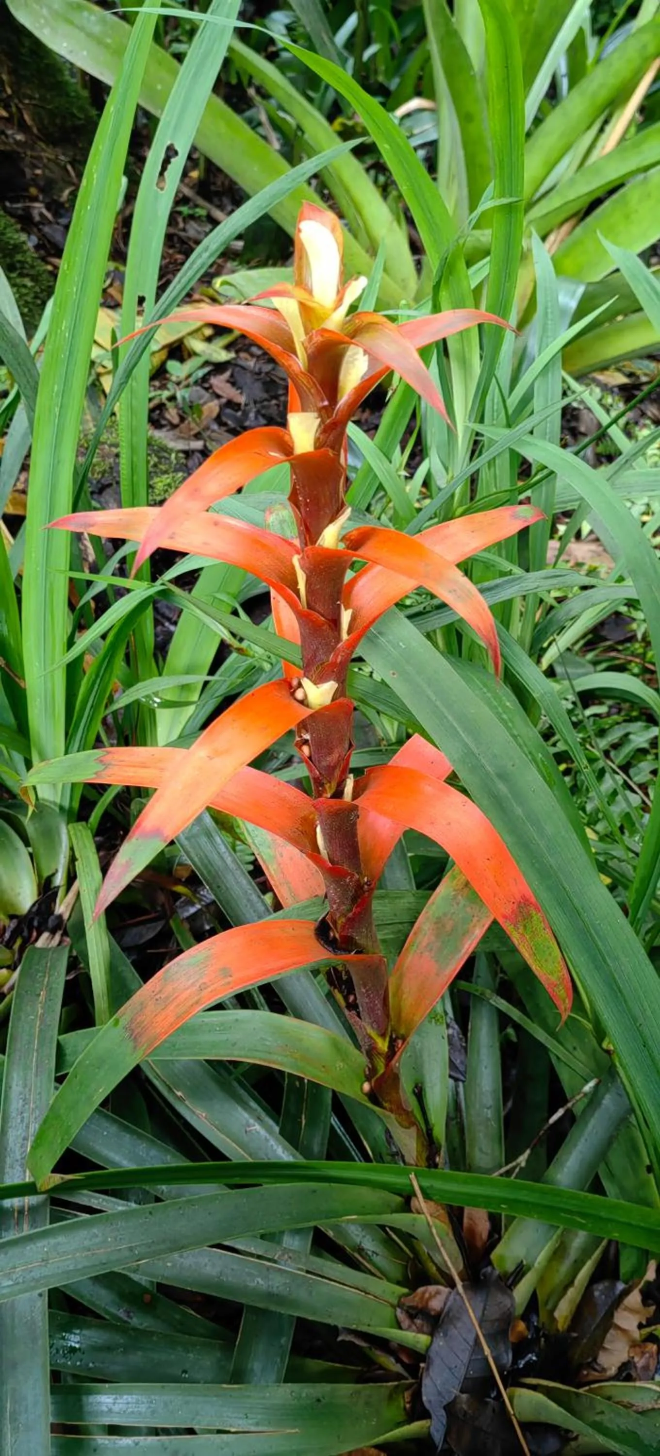 Natural landscape in Chirripo Art Hotel