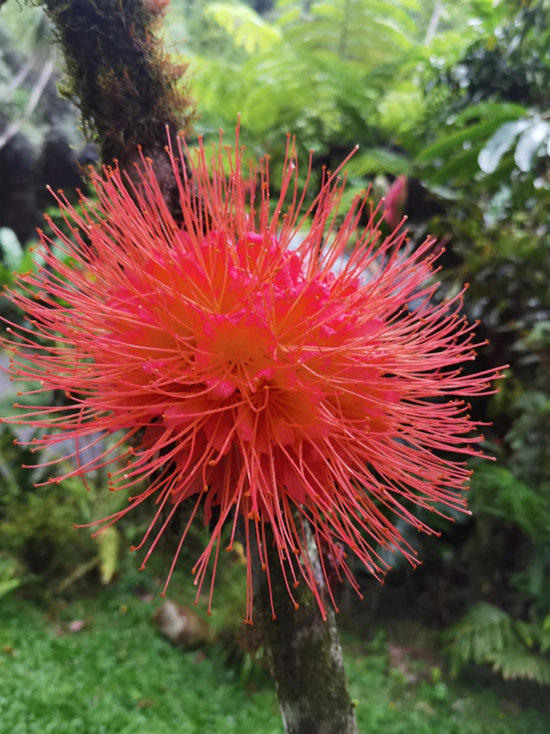 Garden in Chirripo Art Hotel