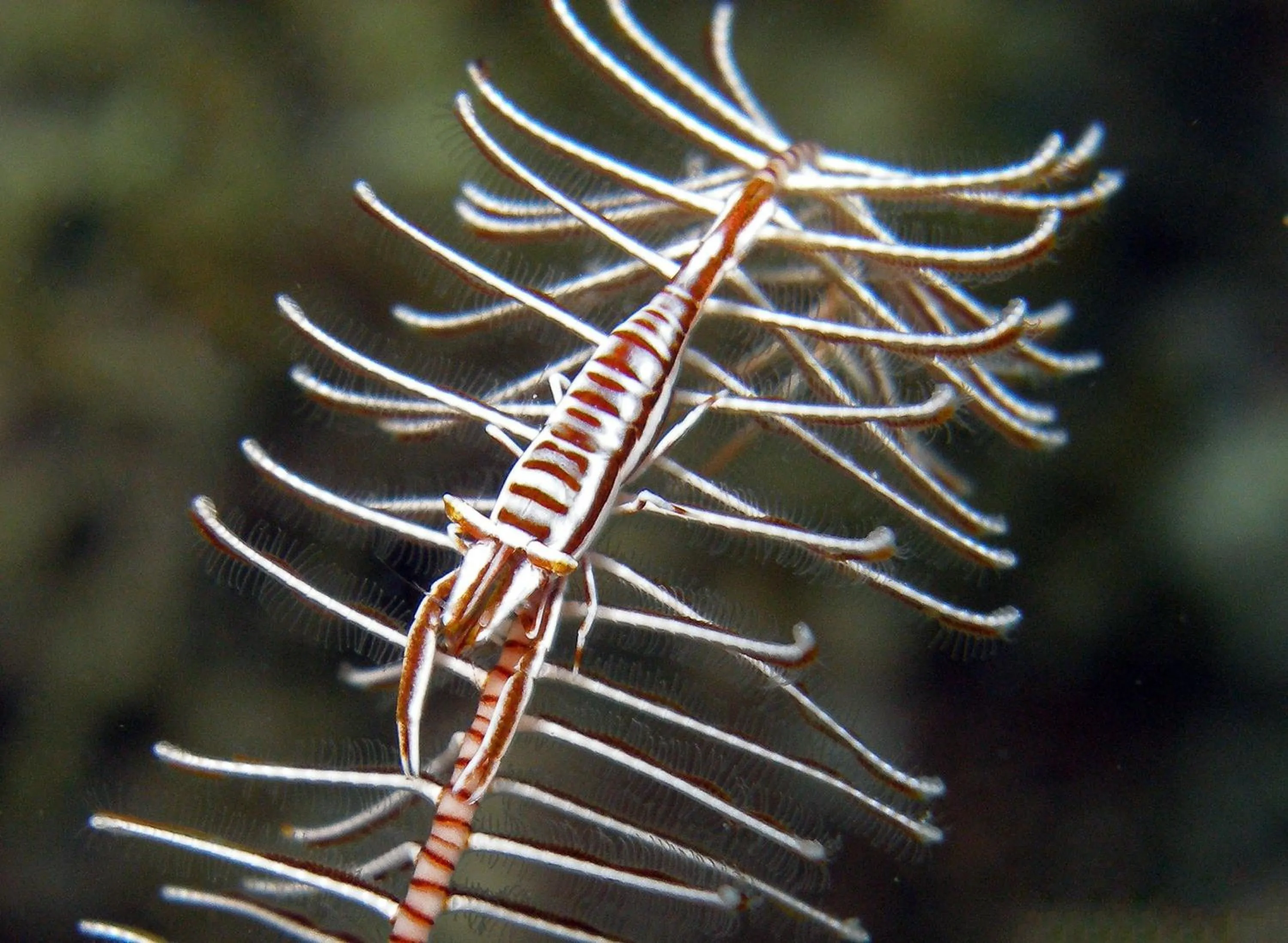 Diving in Amila Dive Beach Resort