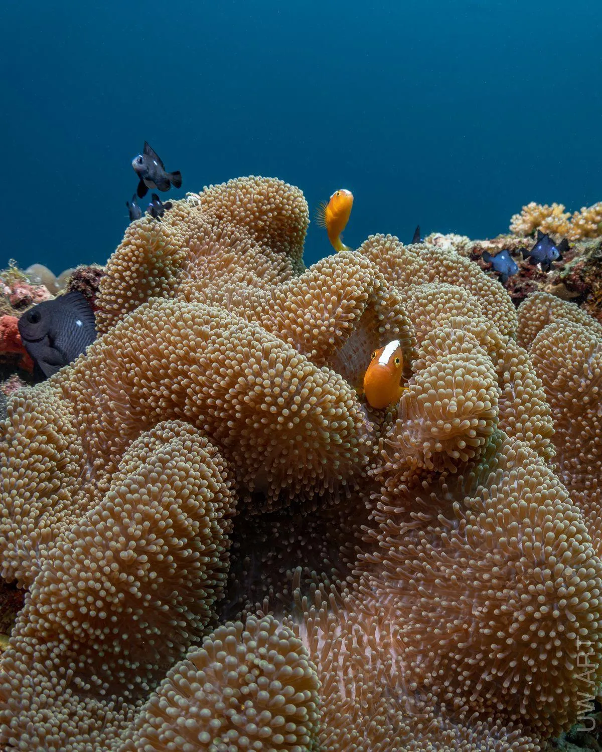 Natural landscape in Amila Dive Beach Resort
