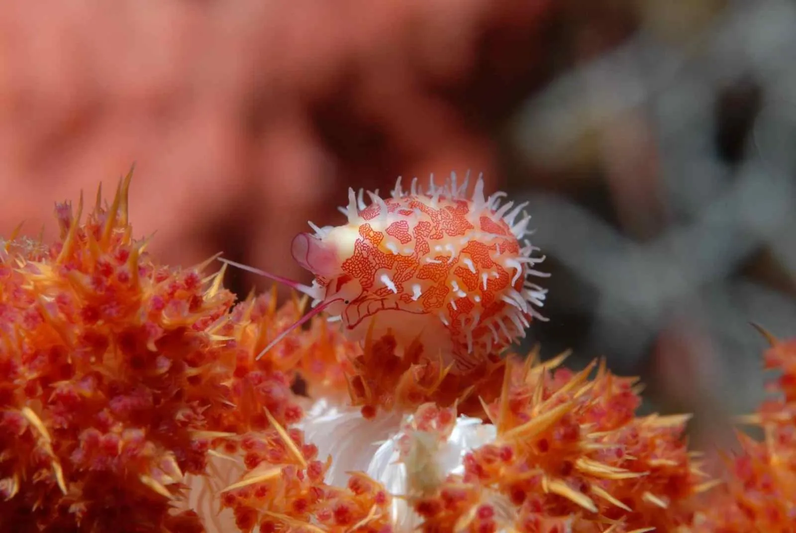 Day in Amila Dive Beach Resort