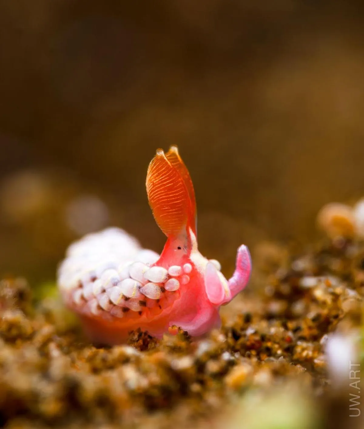 Diving in Amila Dive Beach Resort