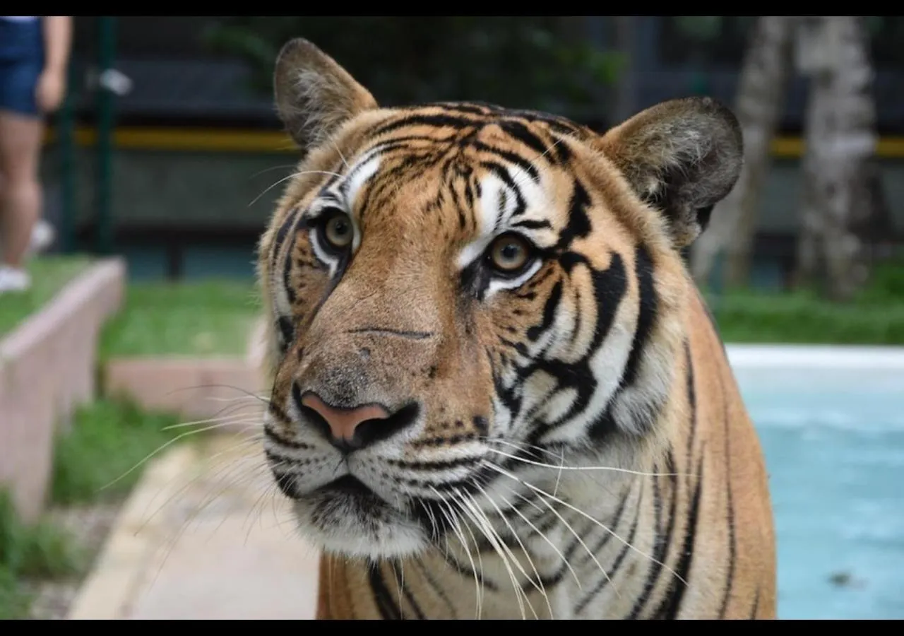 Day in Patong Dynasty Royal Hotel