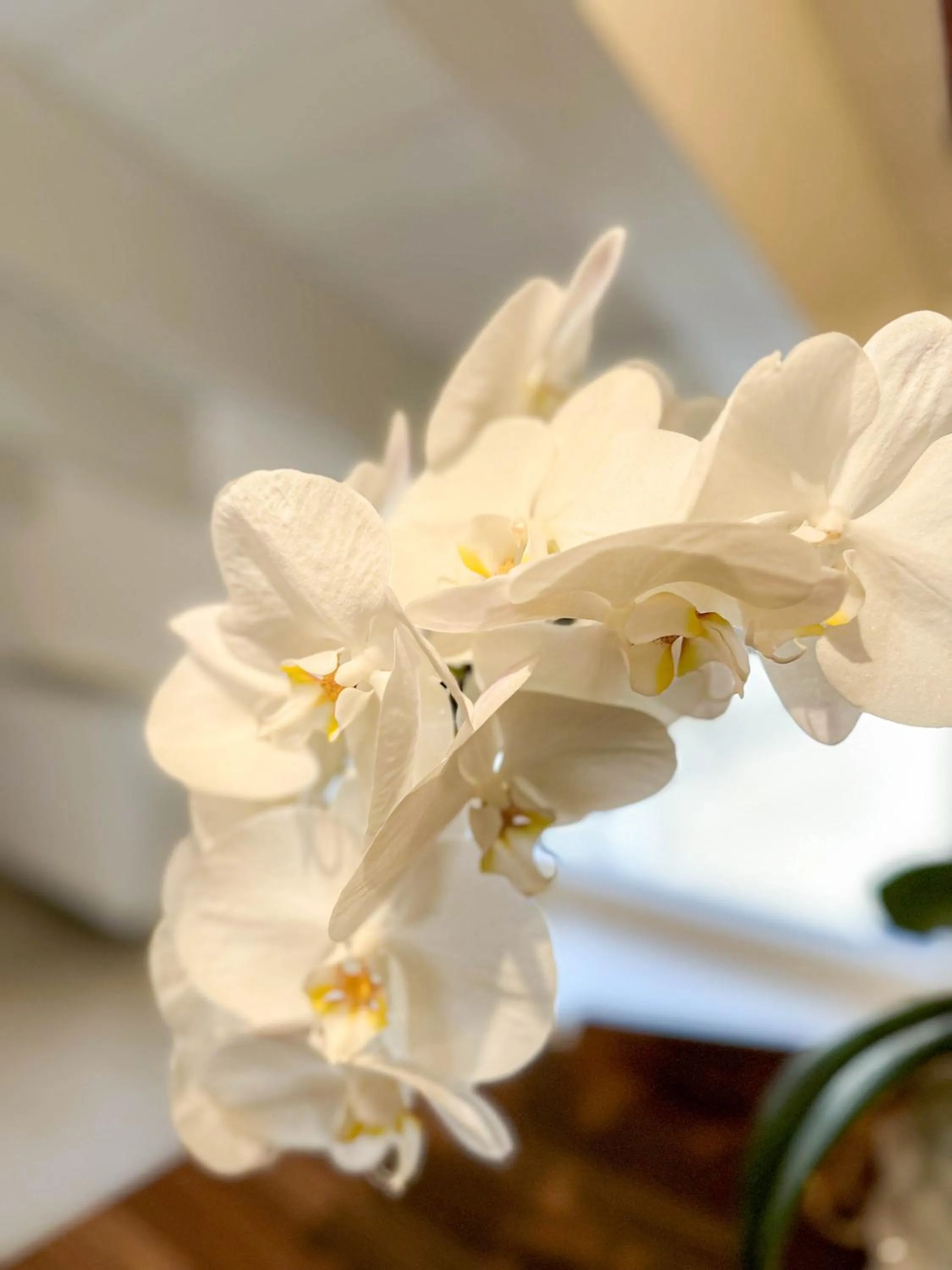 Decorative detail in Profumi di Primavera Luxury Rooms & Suite