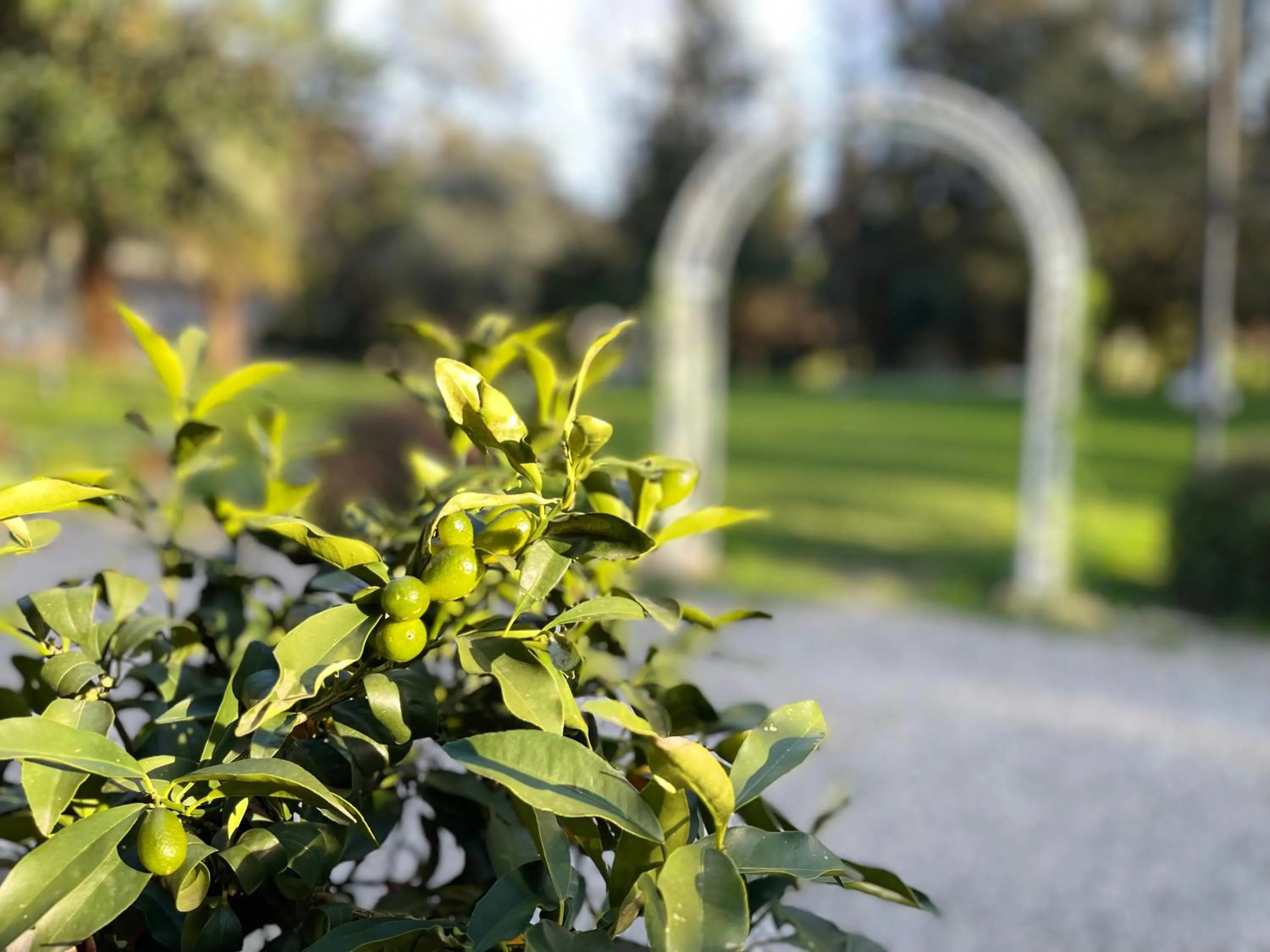 Garden in Fantastic Garden - Firenze Nord