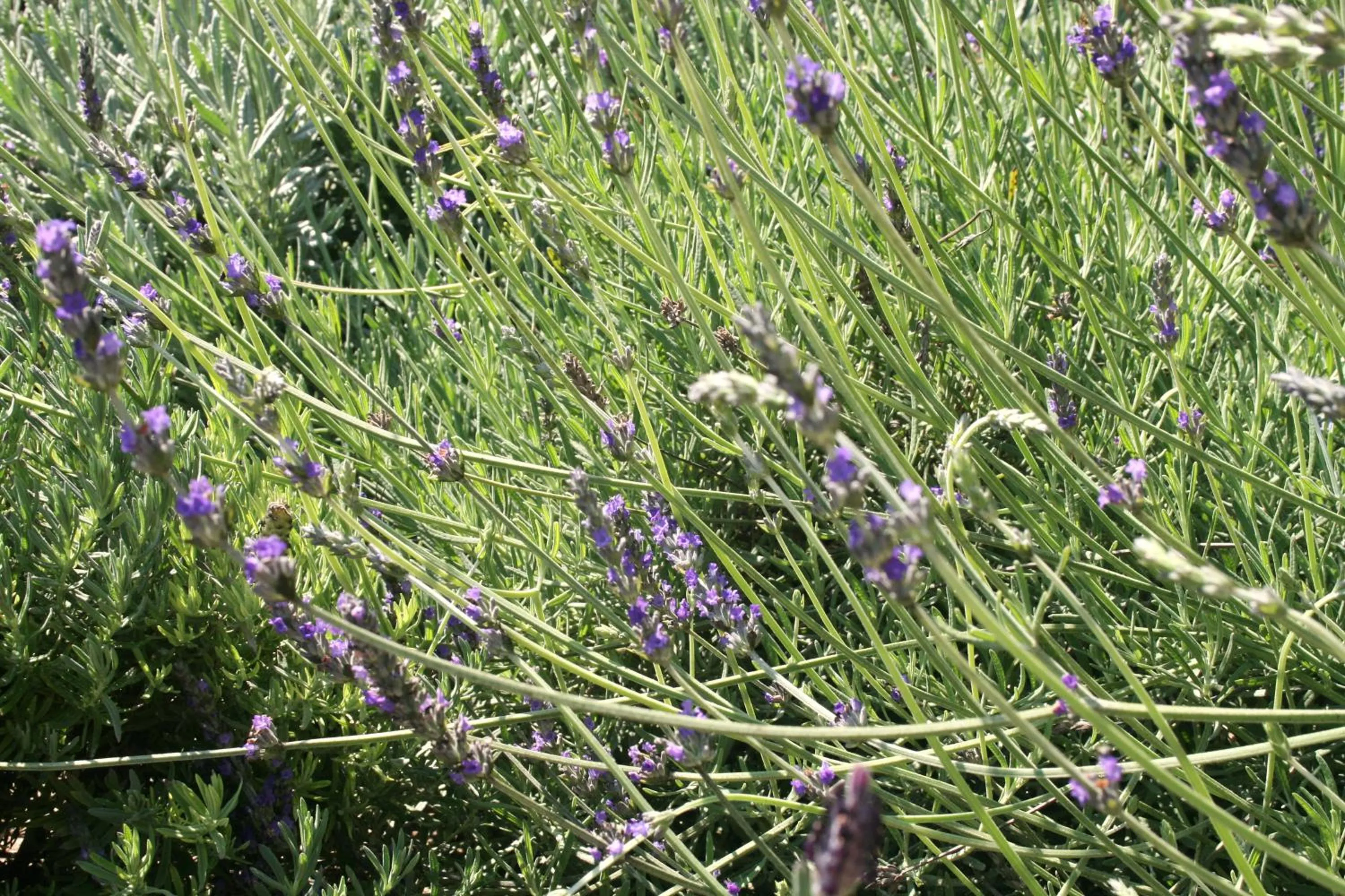Garden in The Residence at Villa Wiese