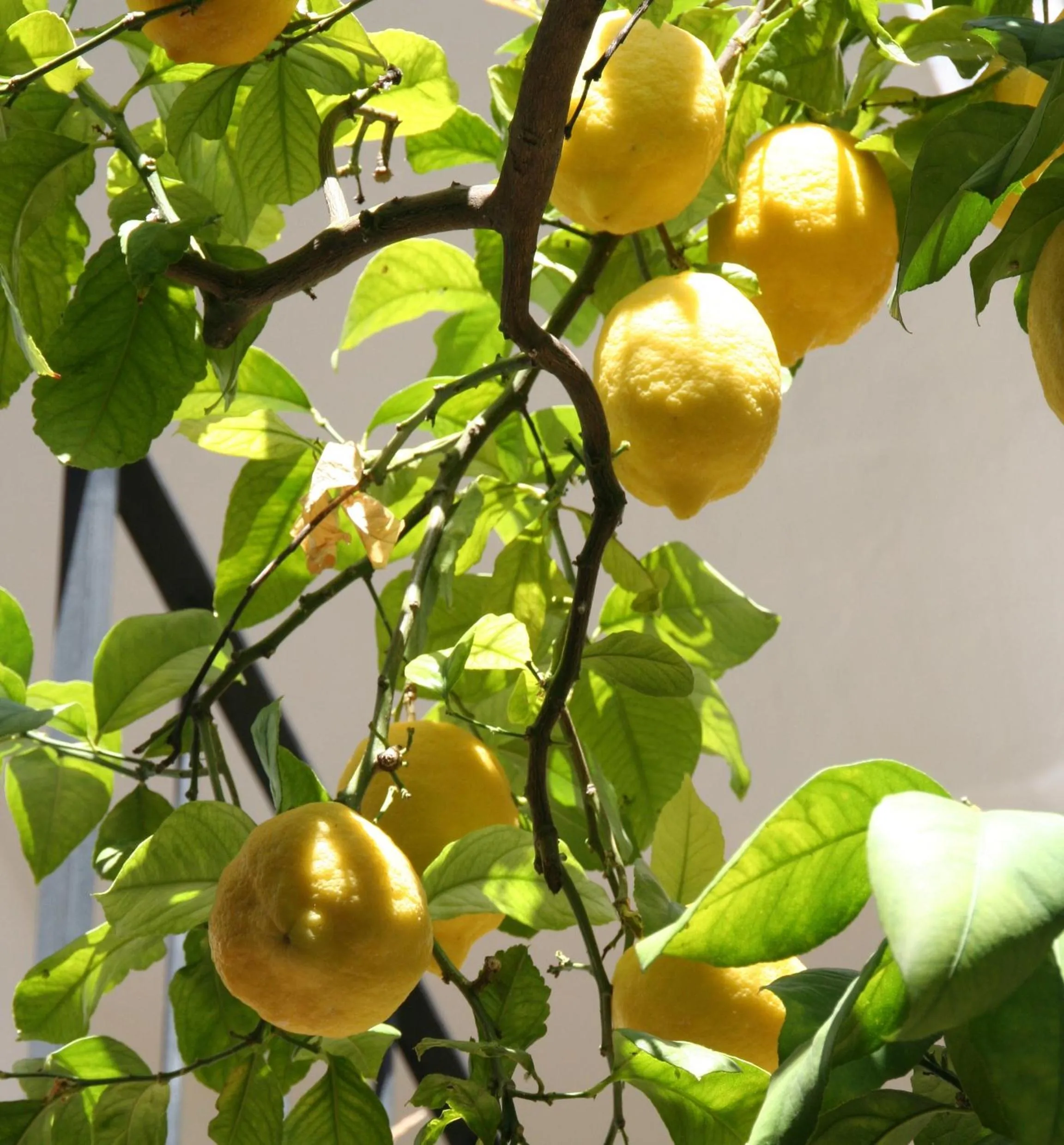 Patio in Boutique Hotel La Posada del Angel Ojén
