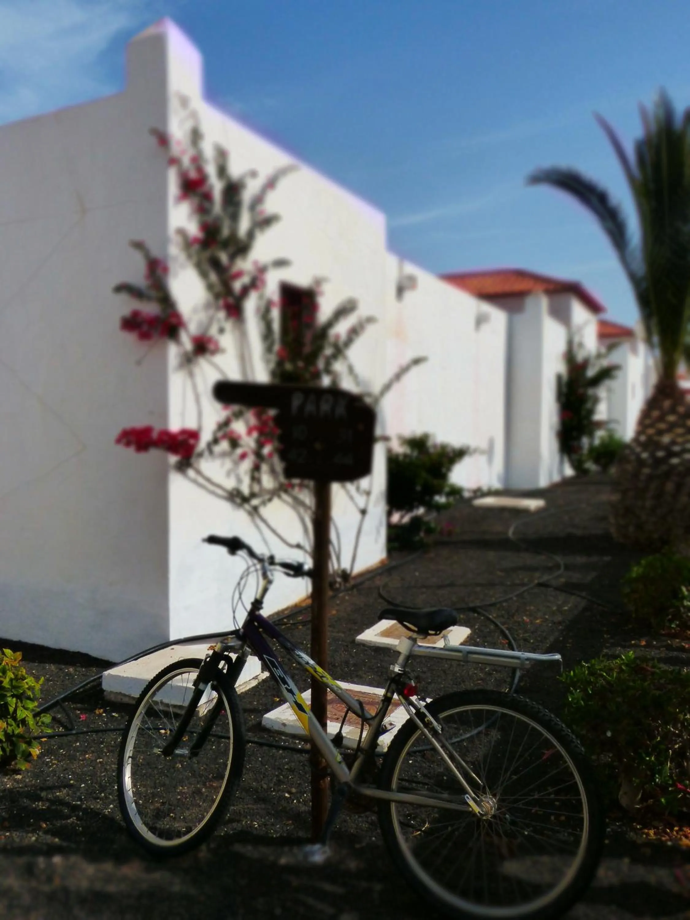 Garden in Bungalows Castillo Beach