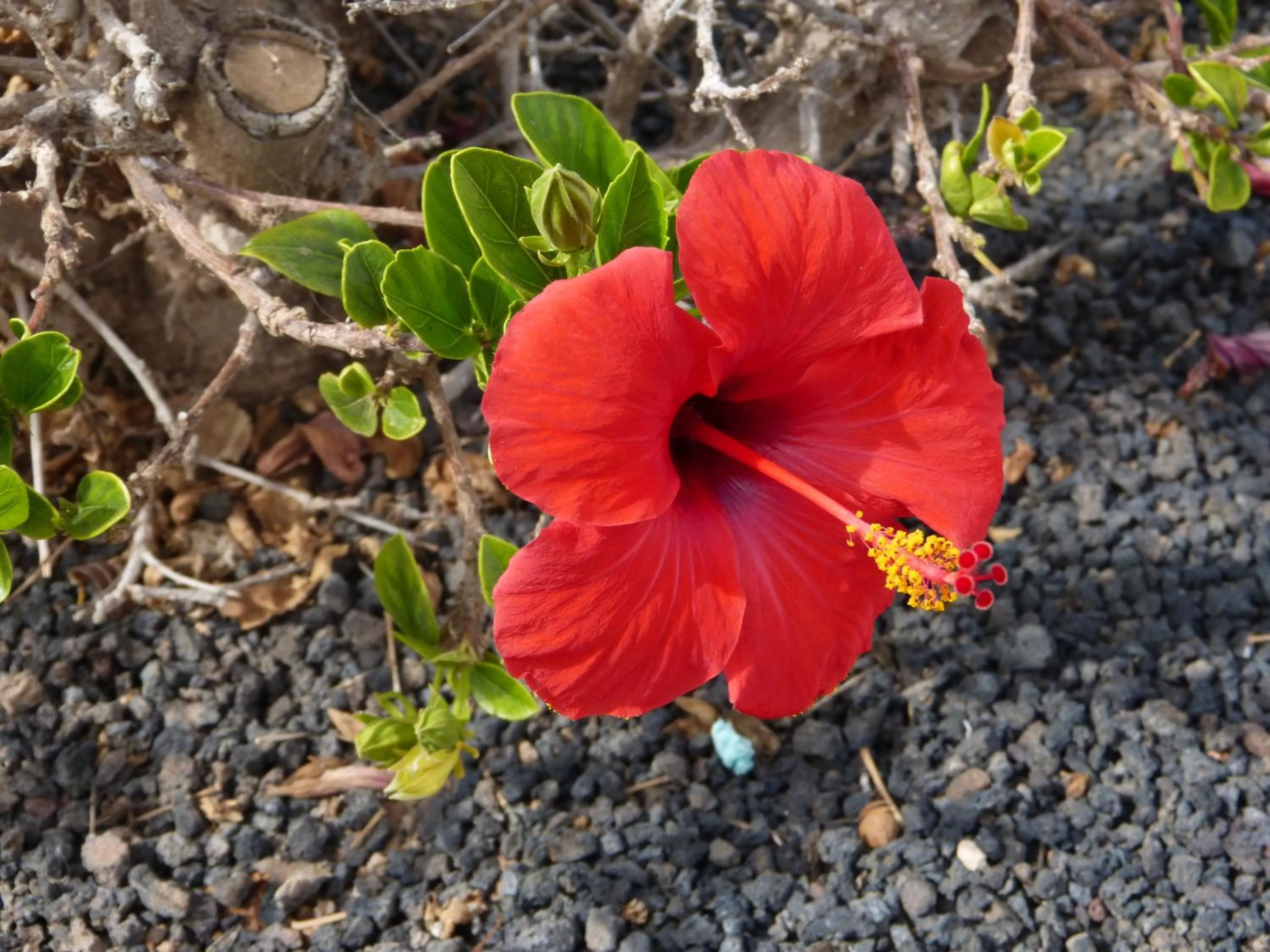 Garden in Bungalows Castillo Beach