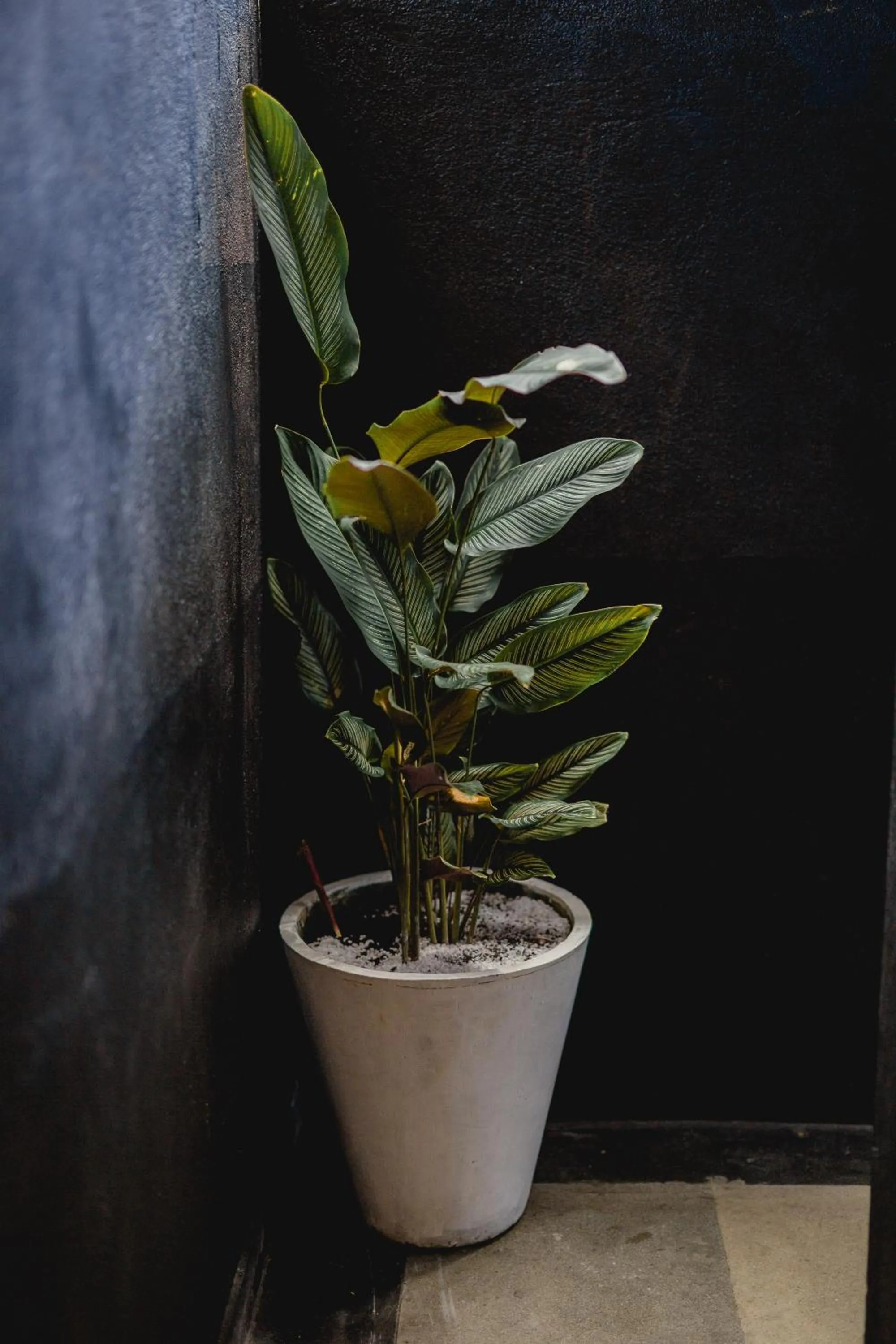 Decorative detail in Sugar Hostel Weligama - Coliving & Coworking