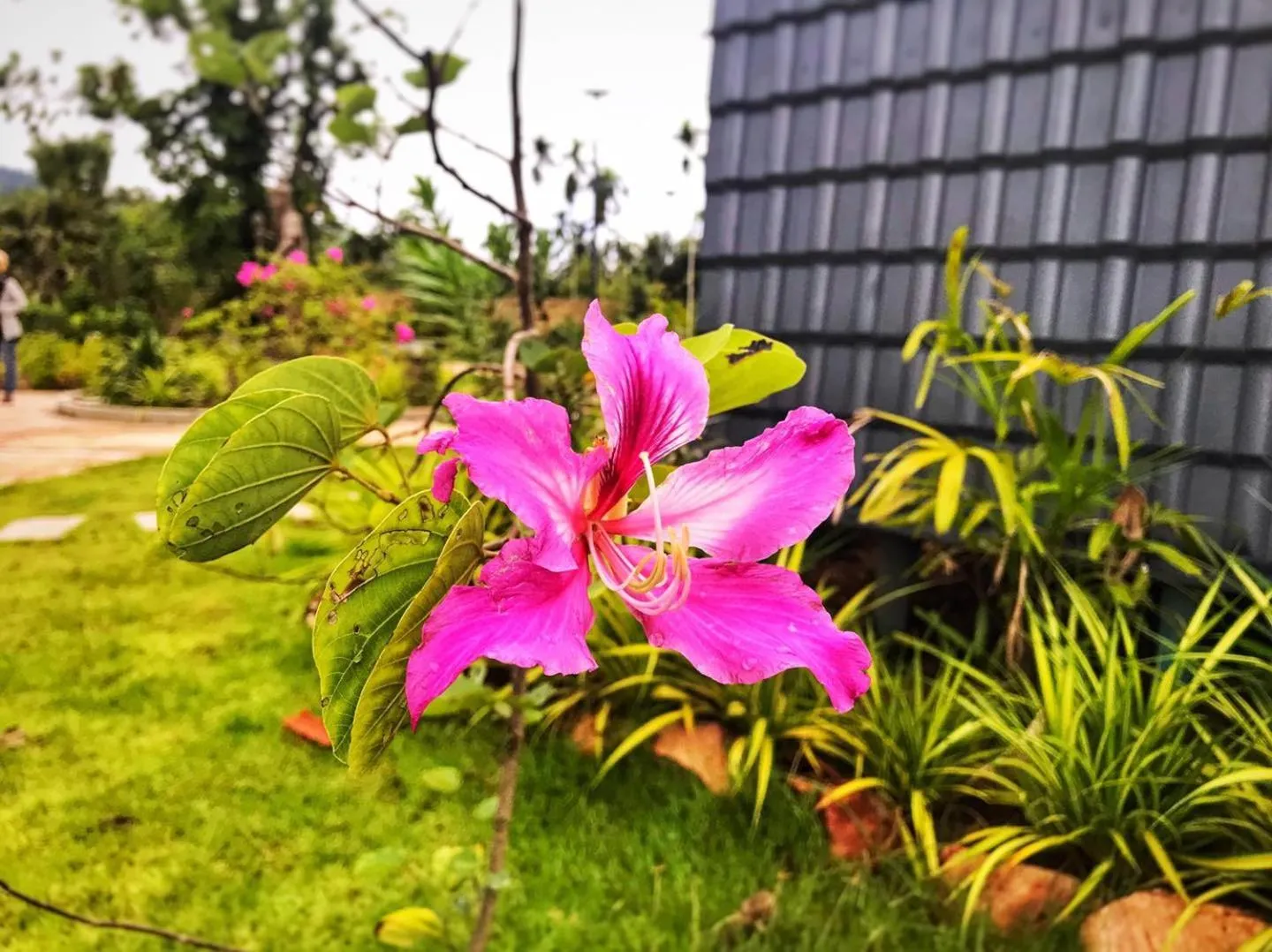 Garden view in Kampot Tropical Village