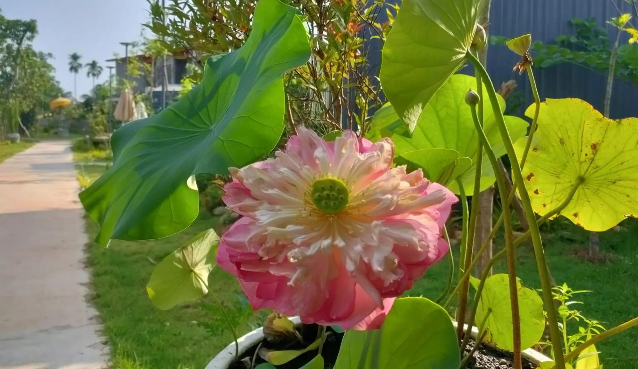 Garden view in Kampot Tropical Village