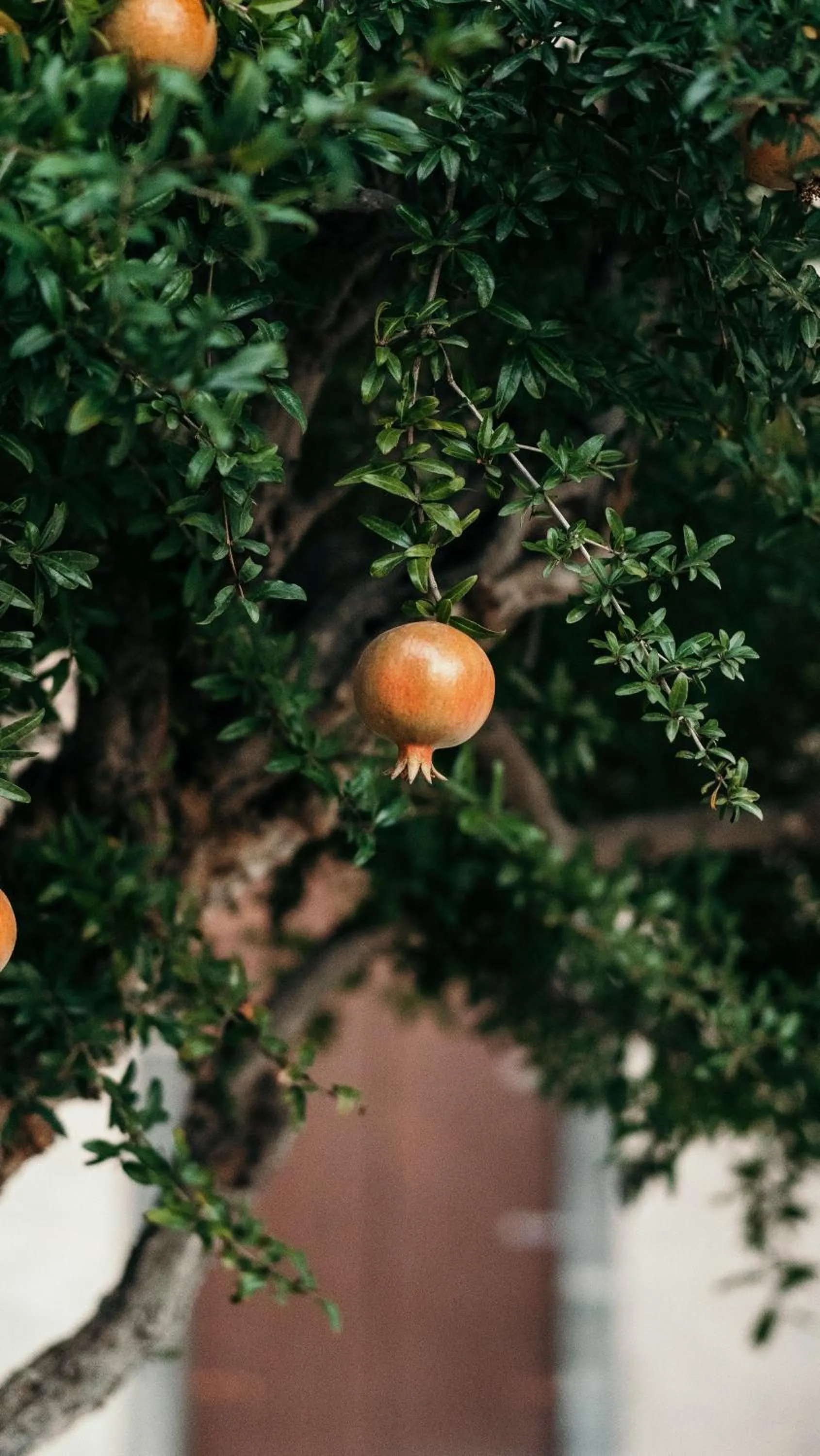 Garden in Puleera Boutique Hotel