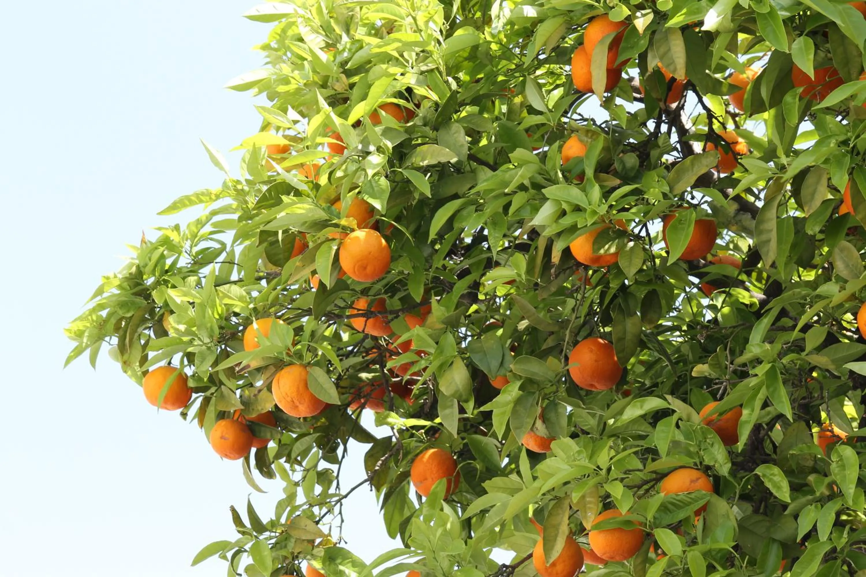 Off site in Hotel Andalou