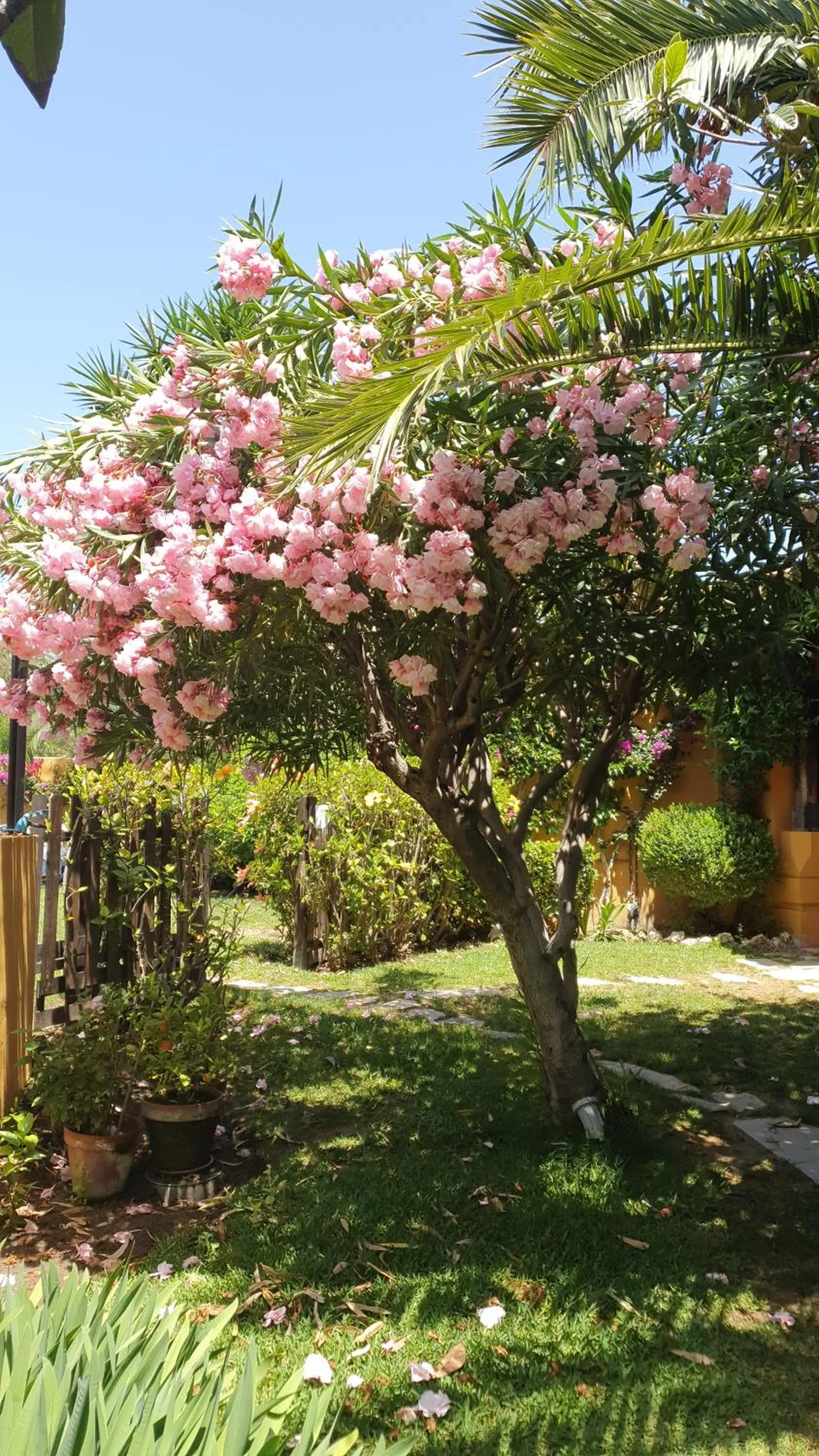 Garden in Family hotel Al- Ana Marbella
