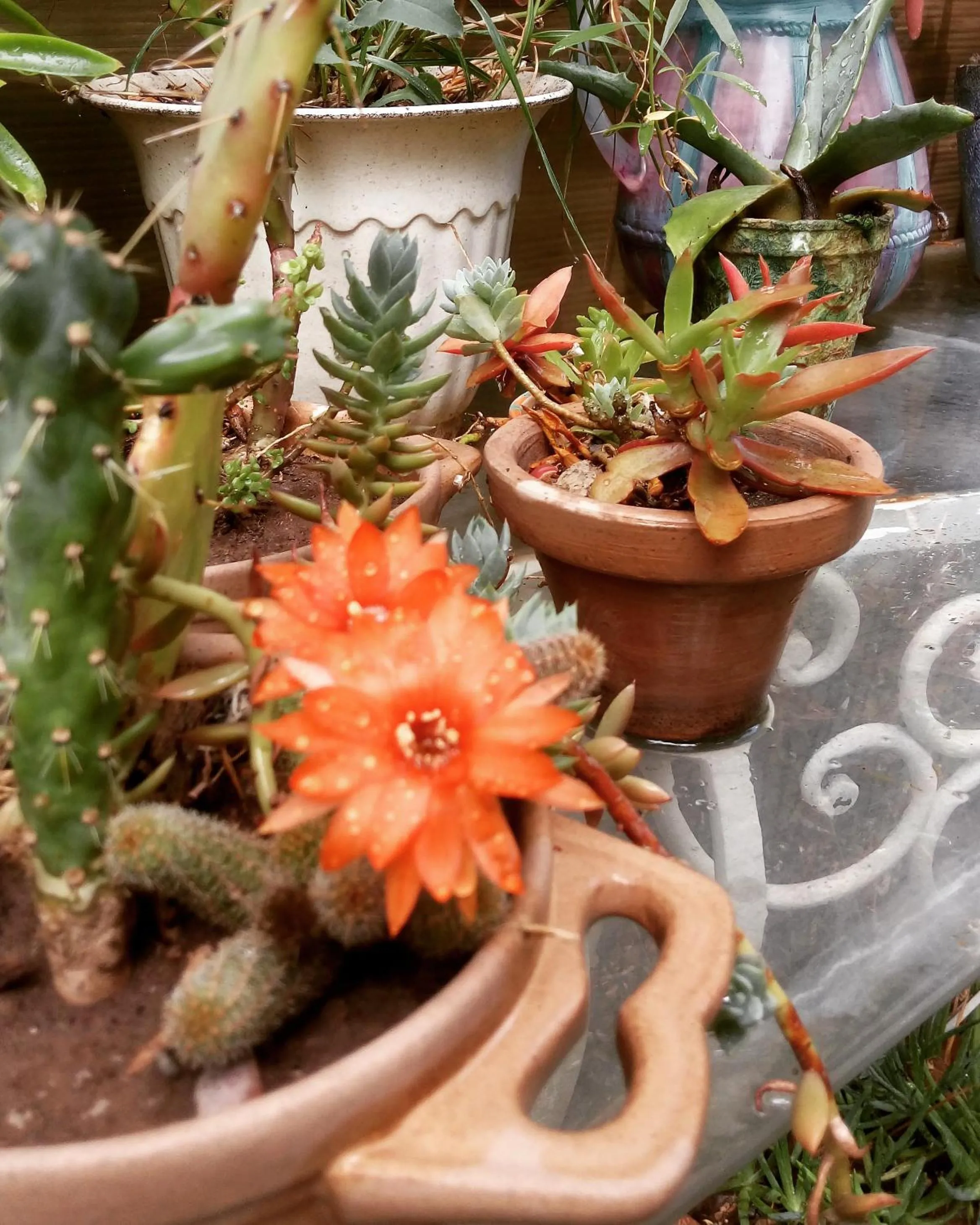 Natural landscape in Holiday Home Mendoza Leisure Time