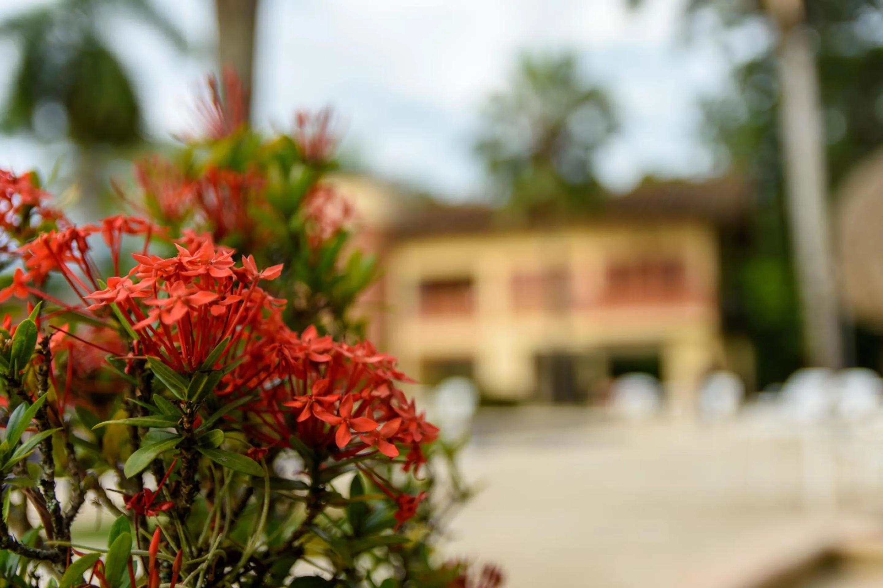 Garden in Finca Hotel Guadalupe