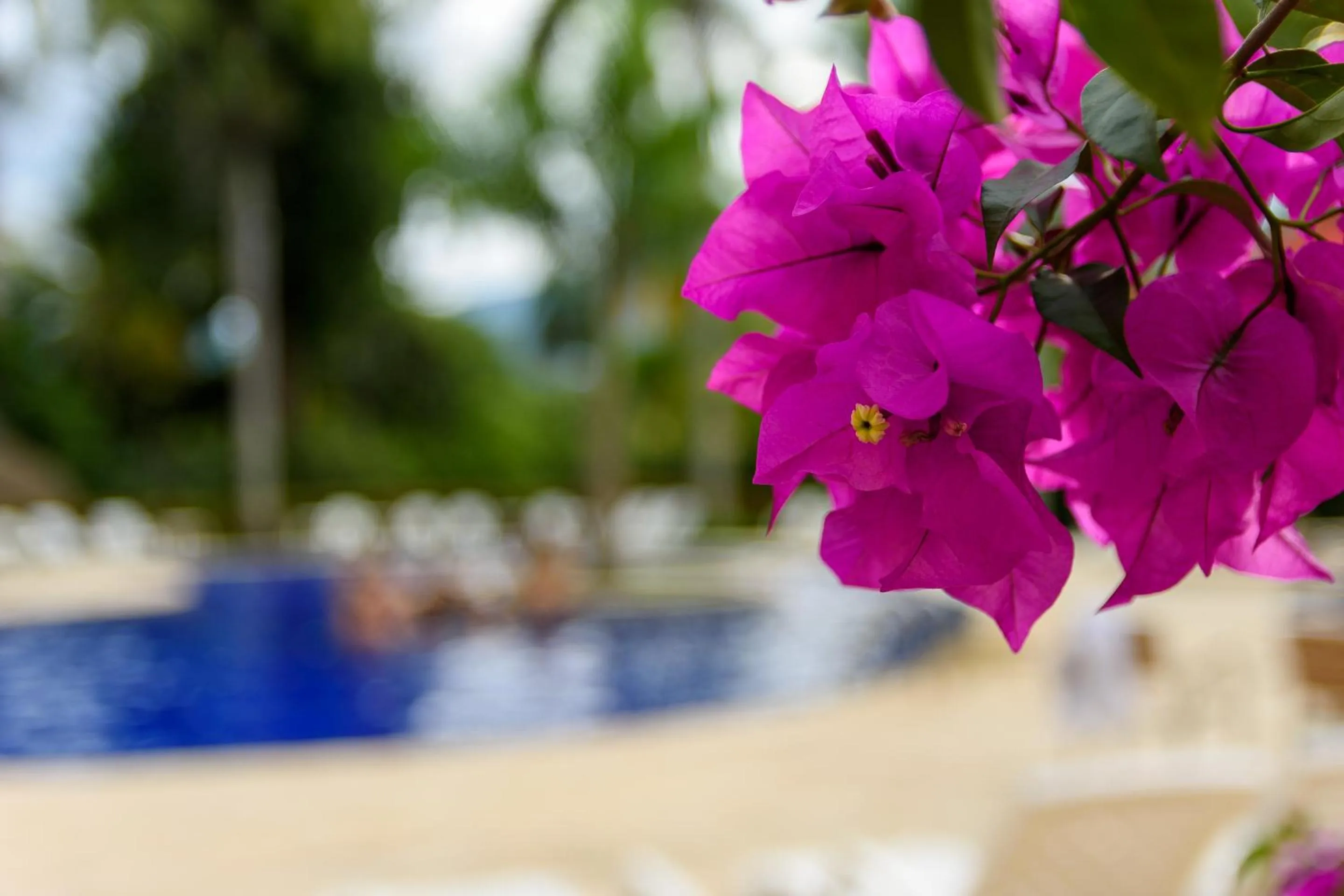 Garden in Finca Hotel Guadalupe